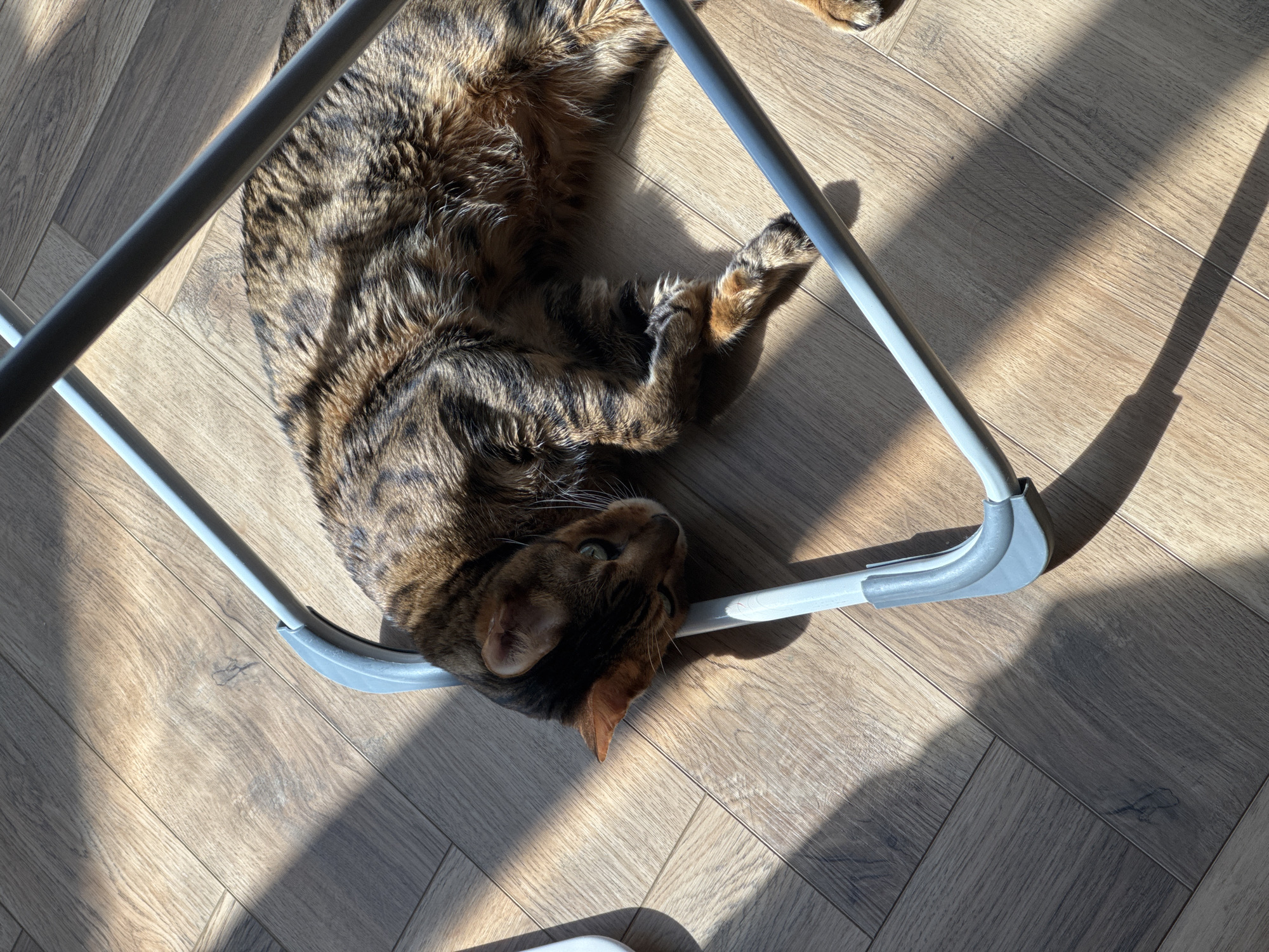 A brown tabby cat with green eyes lies on a wooden floor, partially obscured by the gray frame of a folding chair. Sunlight streams in from the left, casting striped shadows across the floor and the cat's fur. The cat is resting its head on the chair's frame, with its paws tucked underneath its body. The floorboards are laid in a herringbone pattern.