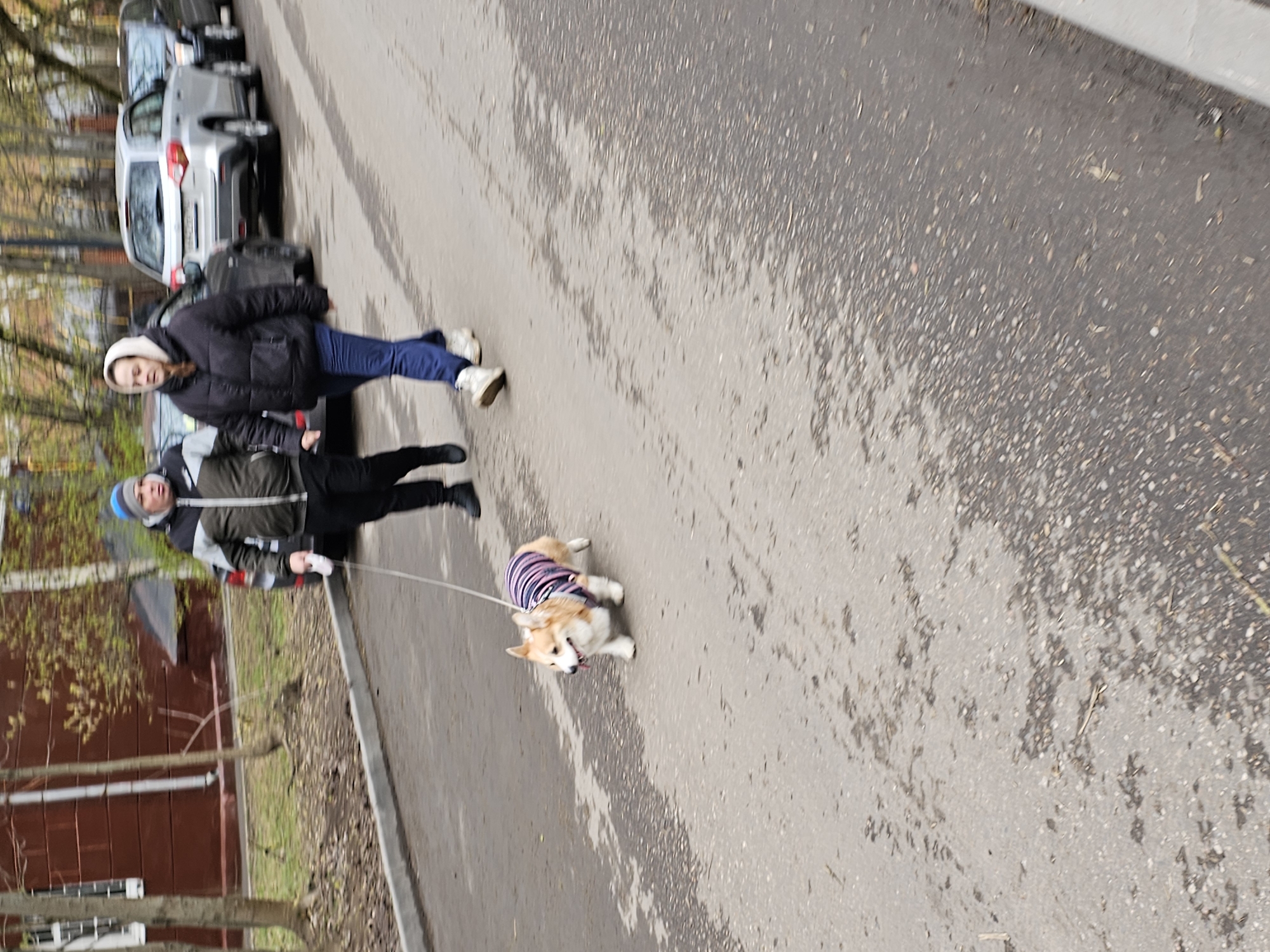 This image captures an outdoor scene in what appears to be a residential area in Moscow, Russia. Two individuals are walking a corgi dog on a leash along a paved path or road.
The person on the left is an adult woman wearing a black puffer jacket, blue jeans, and white sneakers, with a light-colored hood or scarf. The person closer to the right is an adult man or older teenager, dressed in a grey and black winter jacket, dark pants, and a blue beanie. He is holding the leash of the dog.
The dog is a light brown and white corgi, wearing a horizontally striped sweater in shades of pink, purple, and white. It appears to be walking actively with its mouth slightly open.
To the left, several cars are parked parallel to the path, including SUVs and sedans. One silver car has a visible Russian license plate, showing numbers like "836" and a region code of "197" or "797". The ground is asphalt, marked with noticeable wet patches, suggesting recent rain or damp conditions. In the background, trees with sparse, autumn-colored leaves and a building with a reddish-brown facade are visible.
The scene takes place during the daytime, likely on an overcast day or in the late afternoon, given the soft lighting and the heavy jackets worn by the people, indicating cool weather. No specific text is largely discernible apart from the partial license plate numbers. The overall atmosphere is tranquil, depicting a routine walk.