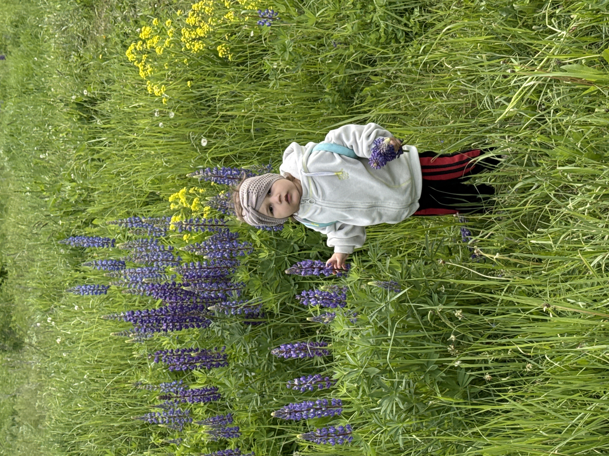 A young child stands in a vibrant, tall green meadow abundant with wildflowers. The child, appearing to be a toddler or preschooler, is dressed in a light grey hooded jacket, a beige or light brown knitted headband, and black pants with red stripes. A light blue strap from a small bag or backpack is visible over their shoulder. In their right hand, the child holds a small bouquet of purple, spike-like flowers, which they seem to have picked. Their left hand is gently extended towards other purple flowers, possibly lupines, growing from the grass.
The field is densely covered with lush green grass, interspersed with numerous clusters of purple flowers, particularly in the foreground and mid-ground. Further back, and towards the upper right, several clusters of bright yellow flowers add a contrasting pop of color to the verdant landscape. A few tiny white flowers are also visible amidst the grass. The scene captures a moment of natural exploration and play, likely on a bright day in spring or early summer, given the blooming flowers and vibrant greenery. The child's expression is neutral, as they look towards the camera. No text is visible in the image. This serene outdoor scene takes place in Уральское, Russia.