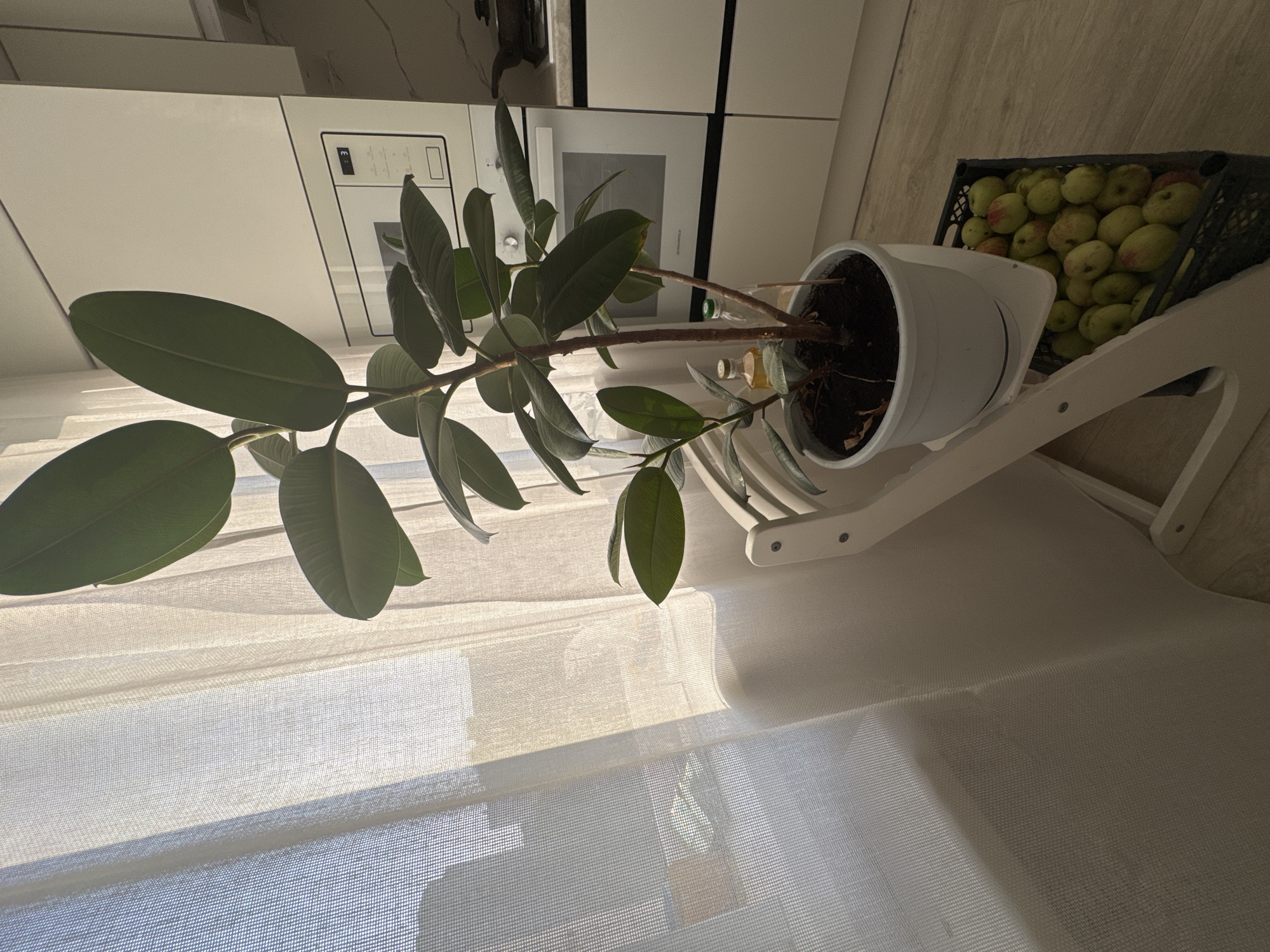 The image depicts an indoor scene, likely a kitchen, in Ufa, Russia. A large potted rubber plant with dark green leaves stands prominently on a white chair. The plant is positioned near a window with sheer white curtains, through which sunlight is filtering. To the right of the plant, a modern kitchen counter and oven are visible. Below the chair, a black crate is filled with green and red apples. The overall impression is one of a domestic setting, with natural light illuminating the plant and a bounty of fruit. There are no people or animals present in the image.