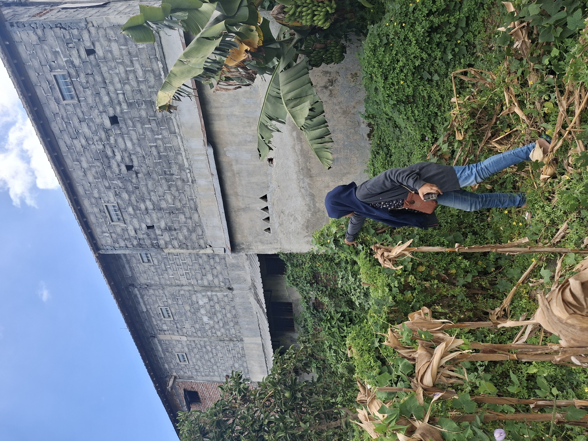 In a residential area of Denok, Indonesia, a young woman wearing a blue hijab, a dark grey cardigan, and blue jeans walks through a dense, overgrown garden. She is pointing towards the left side of the image. Behind her, a large, multi-story building made of grey cinder blocks and concrete dominates the background. The building appears to be an industrial or storage facility, with small, rectangular windows scattered across its upper levels. The lower section of the building has a slightly different construction, with a rough concrete finish and some ventilation openings. Lush green vegetation, including banana trees and other plants, grows in front of the building, partially obscuring its lower parts. The ground is covered with dry leaves, tall dry stalks, and green foliage, indicating a wild or unkempt garden area. The sky above is a clear blue with a few wispy clouds. The overall scene depicts a slightly neglected but vibrant outdoor environment next to an imposing structure.