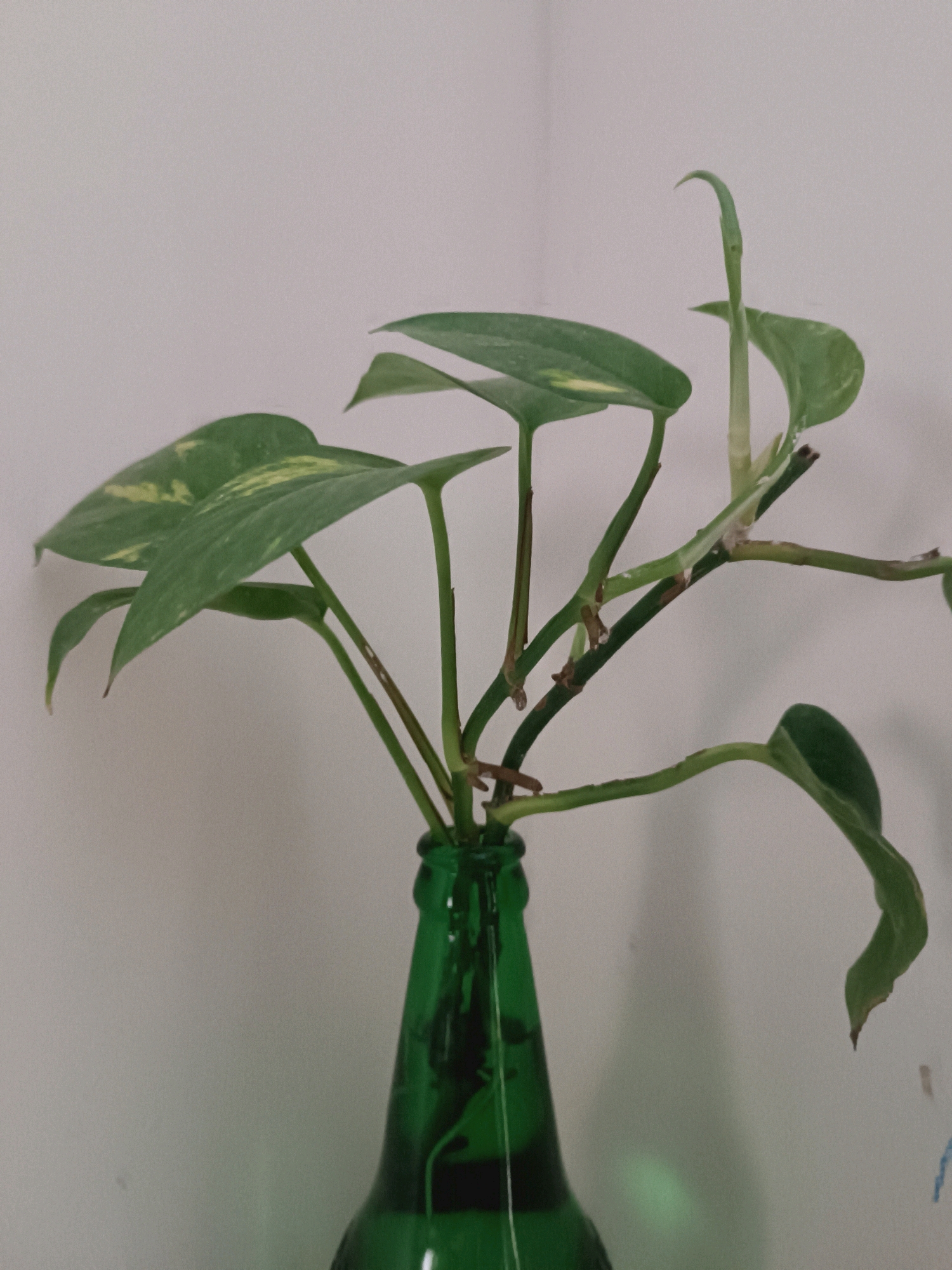 A close-up, medium shot captures a green glass bottle containing a plant cutting with several green leaves. The plant stems emerge from the neck of the bottle, with some leaves reaching upwards and others drooping downwards. The leaves are primarily green with some lighter green or yellow variegation. The background is a plain, light-colored wall. The image is taken in Bennamangala, India.