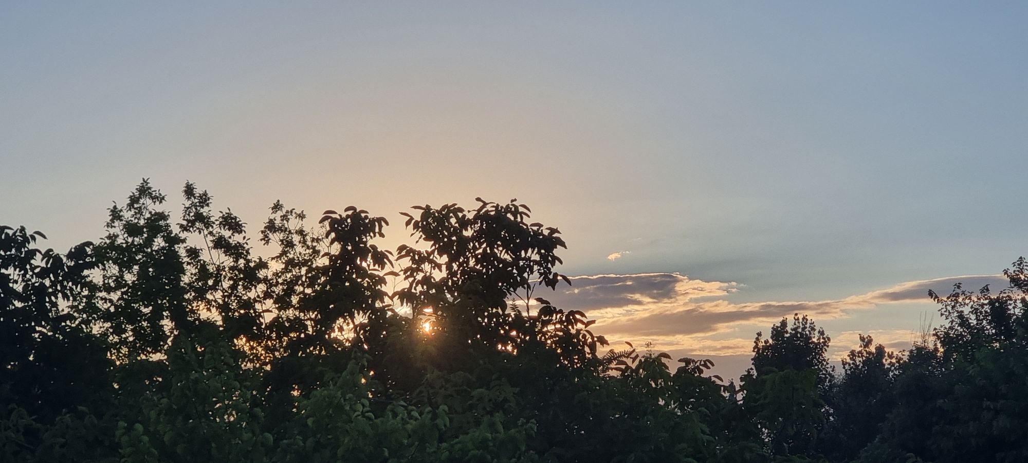 The image captures a serene sunset scene, viewed from below the treeline. Silhouetted against the warm, pastel hues of the sky are the dark outlines of lush green trees. The sun, a bright orb with visible rays, peeks through the leaves in the center of the frame, casting a golden glow. Wispy clouds, tinged with orange and pink from the setting sun, stretch across the horizon, creating a soft, painterly effect. The sky transitions from a pale yellow near the horizon to a soft blue at the top, indicating the end of the day. The overall mood is peaceful and tranquil, evoking a sense of calm as day turns to night. There is no visible text in the image.