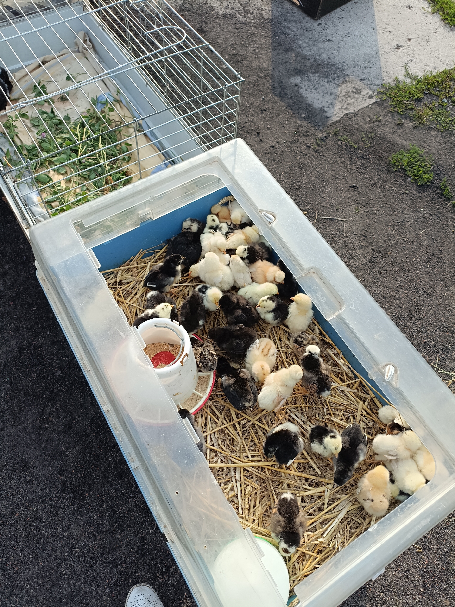 A clear, high-angle, full shot shows a group of baby chicks in a large, clear plastic container filled with straw. The container is open on top, and to its left, connected by a metal wire cage, is another section of the enclosure. Several chicks are visible throughout the container, some black, some white, and some a mix of both colors. A red and white chick feeder is also in the container, partially filled with feed. The container is situated on a dark, gravelly surface, with a concrete path and green grass visible to the right. The scene appears to be outdoors, possibly in a rural or suburban setting. The specific location in the city of Łosice, Poland cannot be determined from the image alone.
