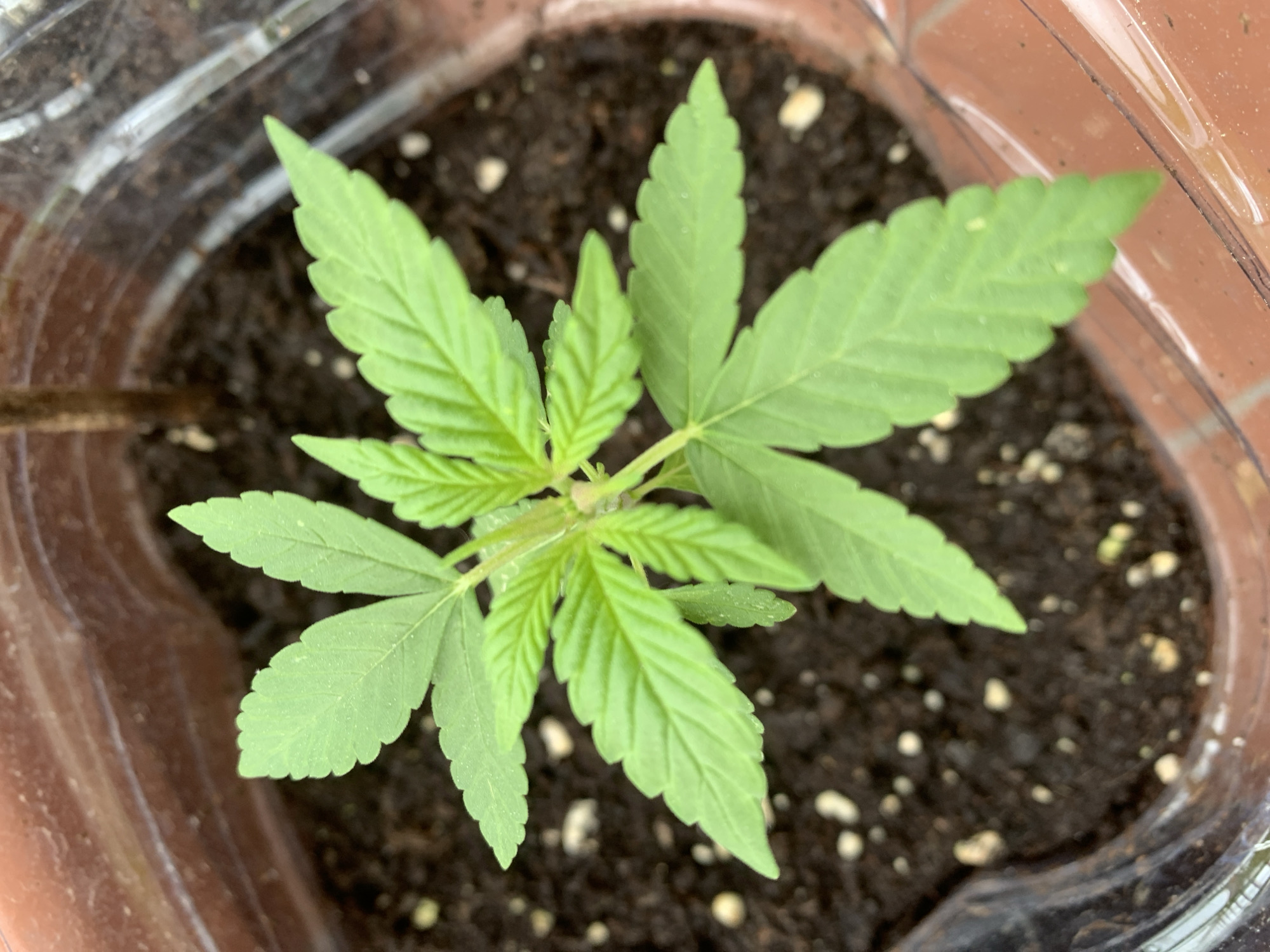 The image shows a cannabis seedling in a clear plastic container filled with dark soil containing perlite. The plant has several sets of leaves, with the newest growth appearing lighter green. The container sits on what appears to be a red-brown surface with a clear plastic lining. There are no people visible in the image. The location is not ascertainable from the image, so I cannot provide specific location details in Barcelona, Spain.