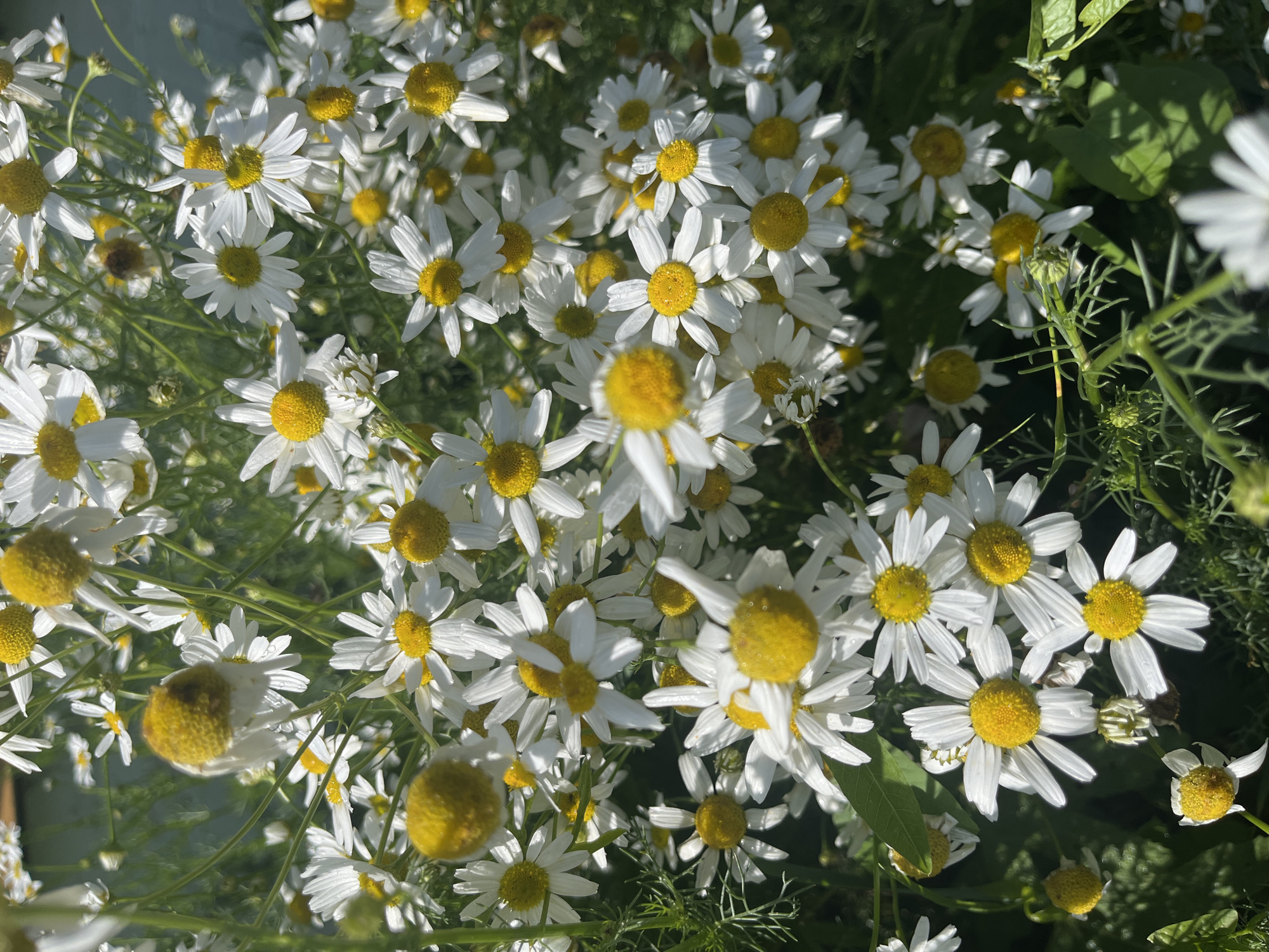 A close-up, overhead shot captures a dense cluster of daisies in full bloom. The flowers, with their characteristic white petals and bright yellow centers, are varied in their state of openness, with some fully bloomed, others partially open, and a few closed buds. The background is a soft blur of green foliage and a hint of a light-colored wall or structure, suggesting an outdoor setting. The lighting indicates it is daytime, with sunlight illuminating the petals and casting shadows. The daisies are the sole subjects, and there are no people or animals present. The scene is devoid of any discernible urban elements that would specifically place it in Мальцево, Russia, or any other city. The image focuses solely on the botanical subject matter.