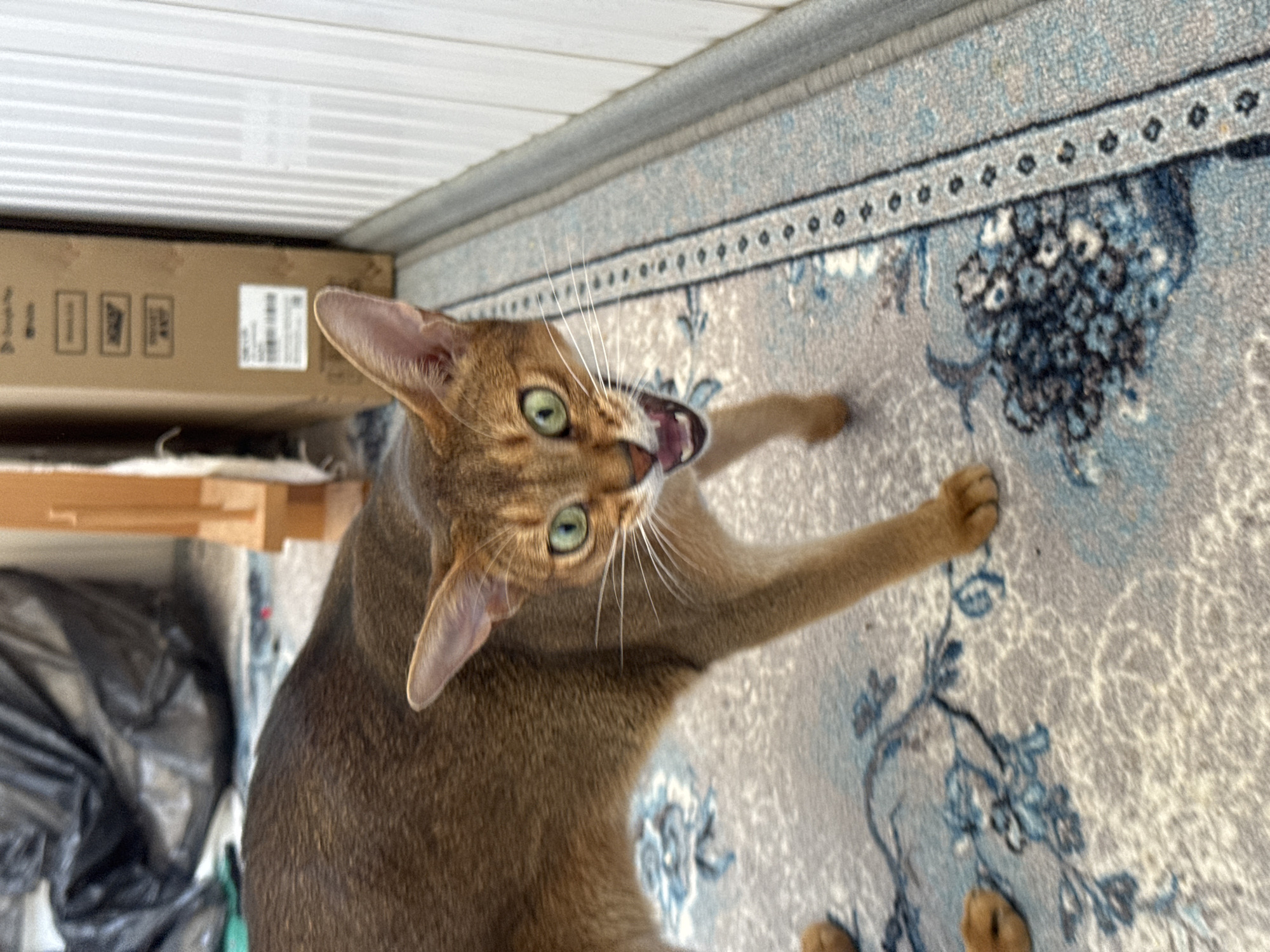 An Abyssinian cat with green eyes and an open mouth is captured in a medium shot from the chest up, on a carpet with a floral pattern. The cat's head is turned slightly to the right, and its mouth is open, revealing its teeth and pink tongue. Its ears are perked up and pointed. The background includes a black plastic bag, a wooden furniture piece, and a portion of a cardboard box with writing on it. The cat is standing on a light-colored carpet with blue floral designs. The environment appears to be indoors, likely a residential setting, and there is no indication of the city of Noviy, Russia.