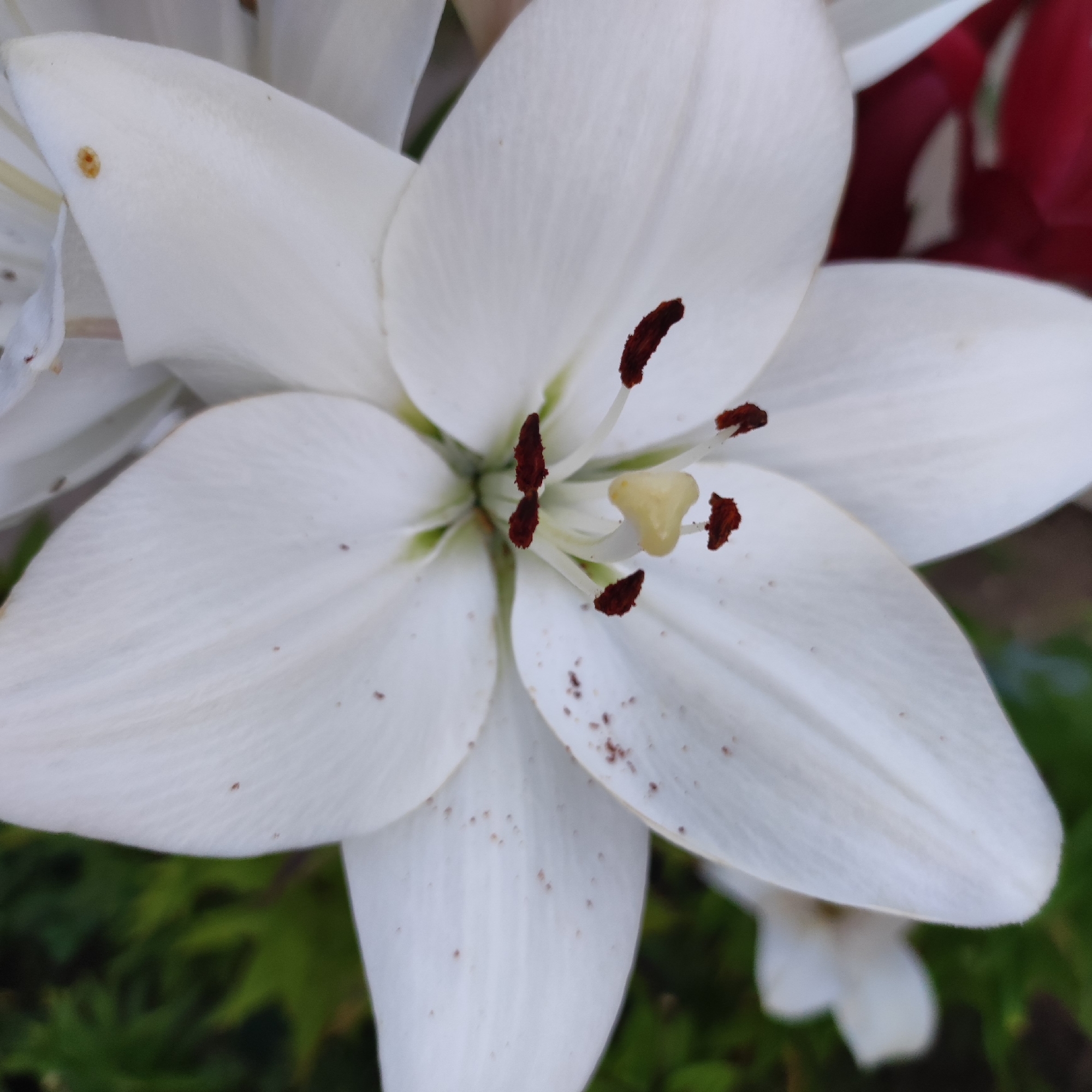 A close-up, eye-level, medium shot captures a white lily in Navoloki, Russia. The lily is the dominant subject, with its petals filling the frame. The flower's stamens are prominent, tipped with dark brown anthers. A yellow pistil is visible at the center of the flower. The petals have a few small brown spots. The background is softly blurred, showing hints of green foliage and a splash of deep red, possibly another flower. The lighting is soft, highlighting the delicate textures of the lily's petals.