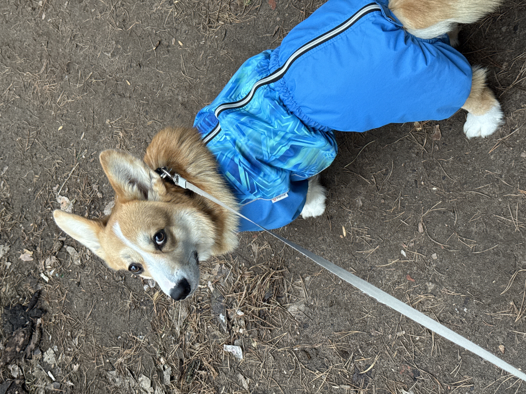An overhead, angled photograph captures a Pembroke Welsh Corgi dog on a leash, positioned diagonally across the frame. The dog has distinctive reddish-brown and white fur and is wearing a two-toned blue dog jacket. The rear portion of the jacket is solid bright blue, while the front and sides feature a lighter blue with a geometric, abstract pattern. A white zipper with black accents runs down the back of the jacket. A white leash is attached to the dog's collar and extends out of view to the lower right.
The Corgi is looking directly up at the camera with an attentive and curious expression. Its dark eyes are wide, and its ears are perked. Its white paws are visible, peeking out from under the jacket at the rear and front. The ground is a mix of dark earth and dirt, heavily strewn with pine needles, small dry leaves, and other natural debris, indicating an outdoor, possibly wooded or park-like setting. The lighting suggests it is daytime. A small white tag with the text "Vianna" is visible on the patterned section of the dog's jacket.