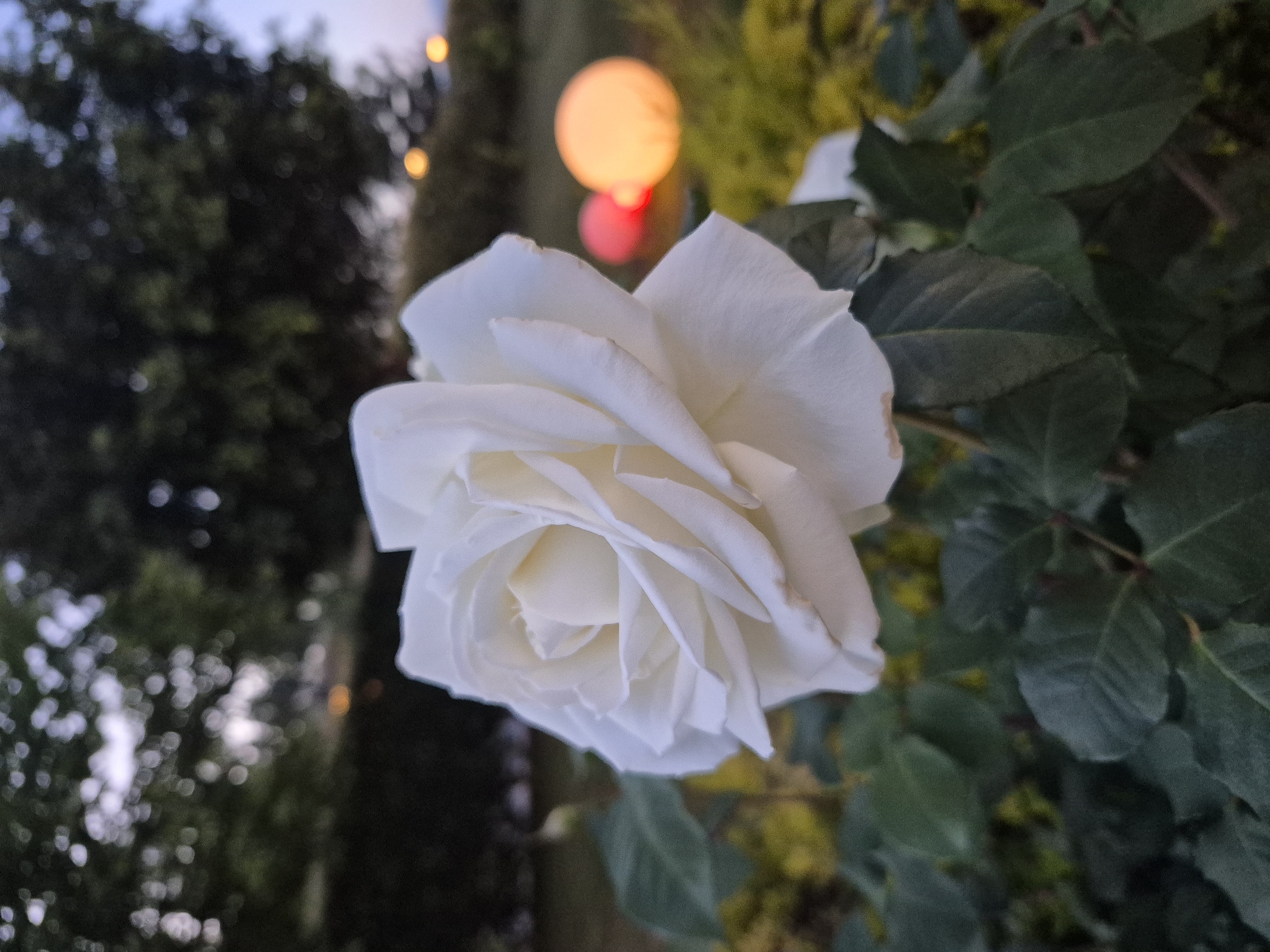 A close-up shot captures a white rose in full bloom. The rose is surrounded by green leaves and blurry background elements suggesting outdoor vegetation. In the distance, out-of-focus lights are visible, one appearing orange and another red. The image appears to be taken in Alanya, Turkey, at dusk or dawn.