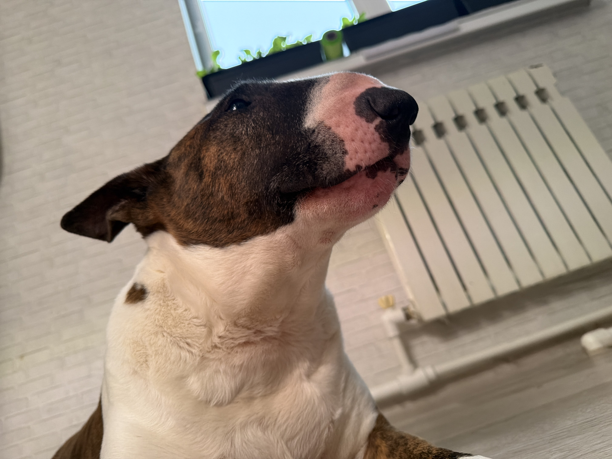 A low-angle shot shows a Bull Terrier dog with a white and brown coat, looking upwards. The dog has a pink and black nose. Behind the dog is a white radiator mounted on a white brick wall. A window with plants on the sill is visible in the upper portion of the frame. The floor is a light gray tone, with a white object in the lower right. The location is Chaikovsky, Russia.