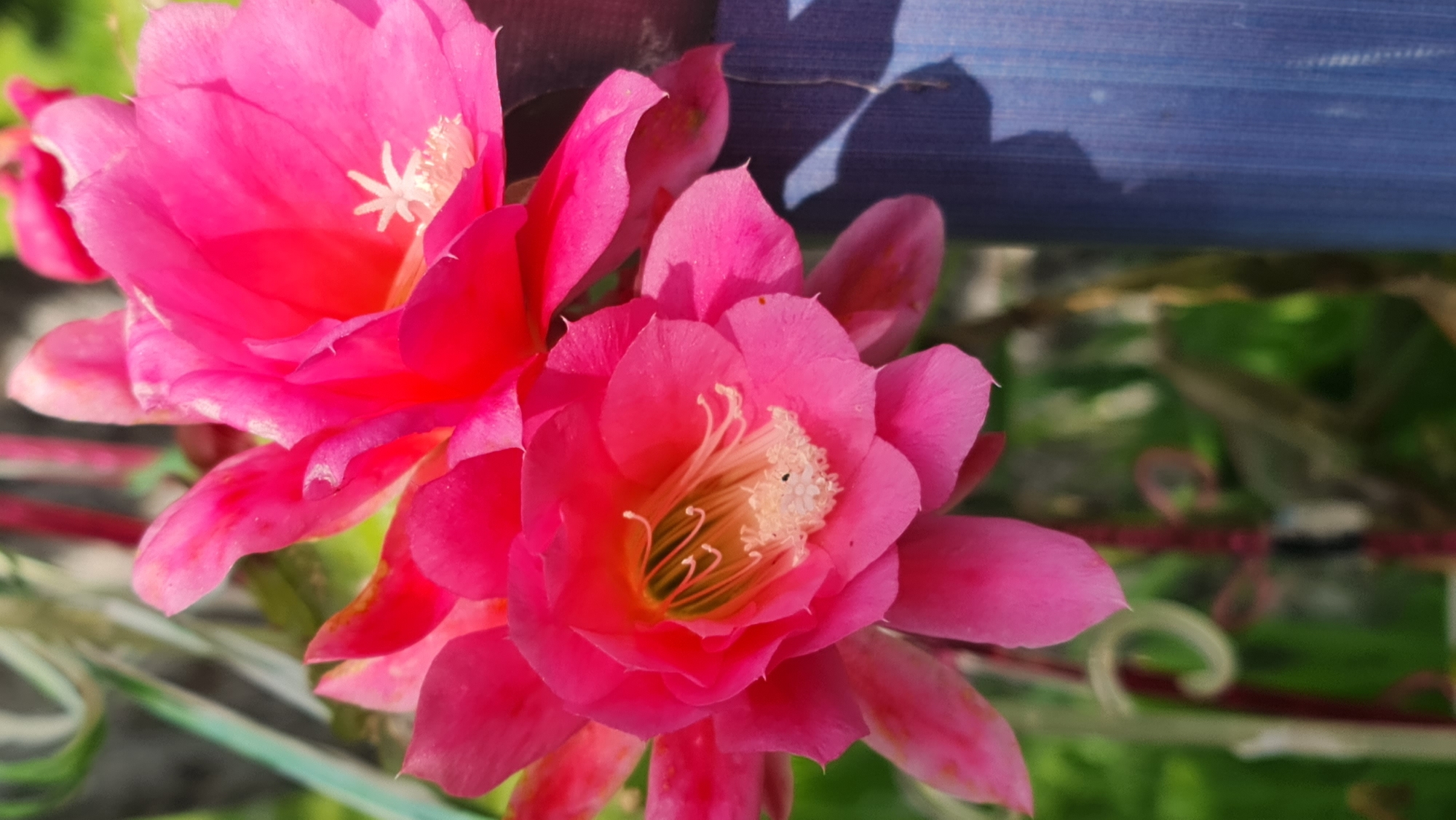 In Kivyliai, Lithuania, two vibrant pink cactus flowers are in full bloom. The foreground is dominated by a large, fully opened flower with delicate white stamens and pistils at its center. Behind it, another, slightly smaller pink flower is also visible. The flowers are set against a blurred background of greenery, suggesting an outdoor garden environment. To the right of the flowers, a textured blue object, possibly a pot or a piece of fabric, is partially visible. The overall scene is brightly lit, highlighting the rich colors of the blossoms.