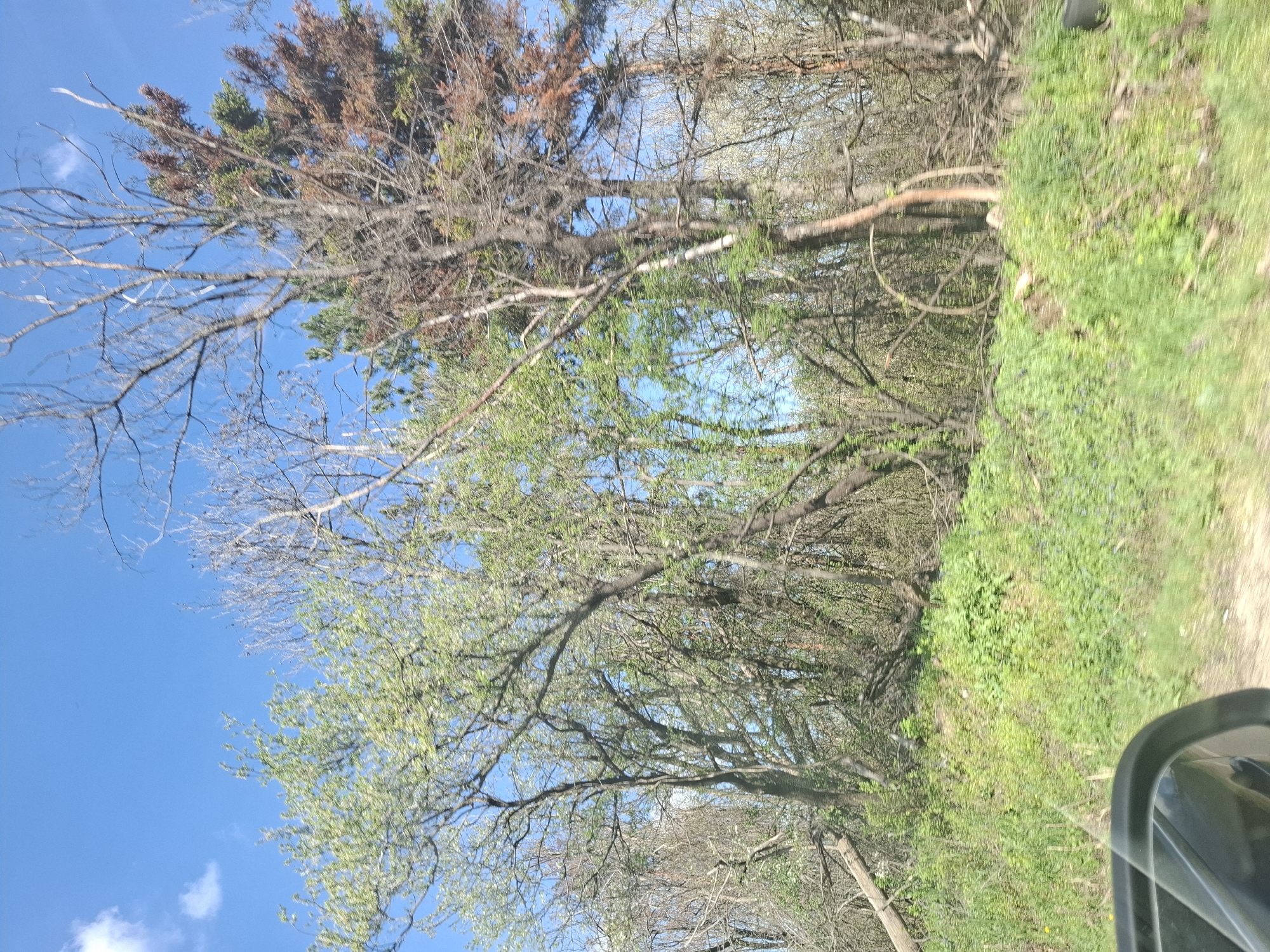 The image shows a view from inside a vehicle, likely a car, traveling on a road. The car's dashboard or interior trim is visible in the lower right corner of the frame. The road is unpaved and flanked by dense vegetation. The environment consists predominantly of trees, bushes, and grass. The trees appear to be a mix of deciduous and coniferous varieties, some with new spring foliage and others with dead branches. The sky is blue with scattered clouds. The location is likely a rural area in Tsar Simeonovo, Bulgaria given that that information was requested in the prompt.