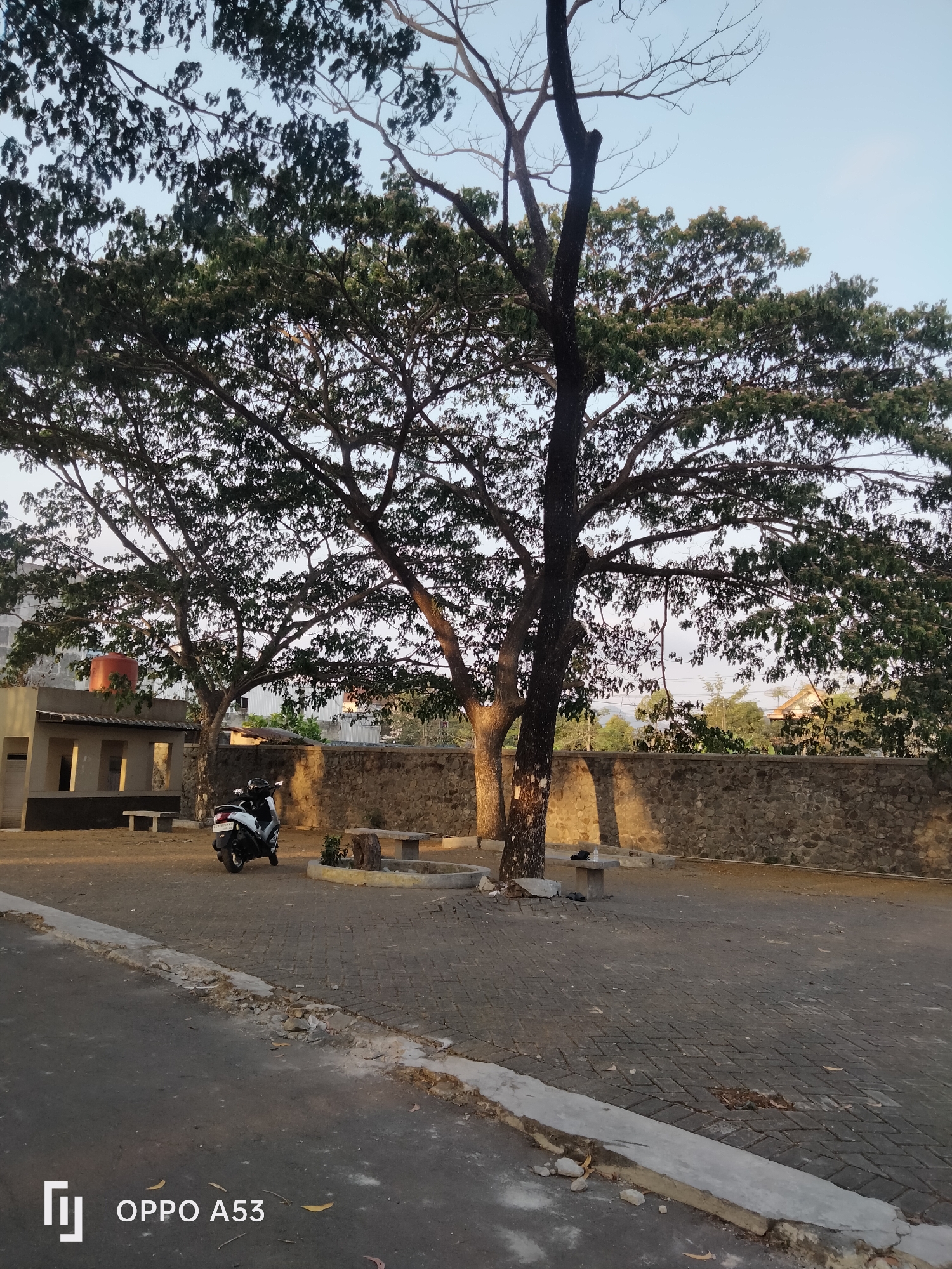 The image depicts an outdoor scene with a paved area in the foreground and a stone wall in the background. A large tree with dense foliage dominates the center of the frame. To the left, a small building with a red water tank on its roof is visible. A white and black scooter is parked in front of the building. The ground is paved with interlocking bricks. The lighting suggests it is late afternoon or early morning. The presence of a scooter and the style of the building hint at a residential or semi-public area in Indonesia, potentially within the city of Kelutan. The overall atmosphere is peaceful and still, with no people present.