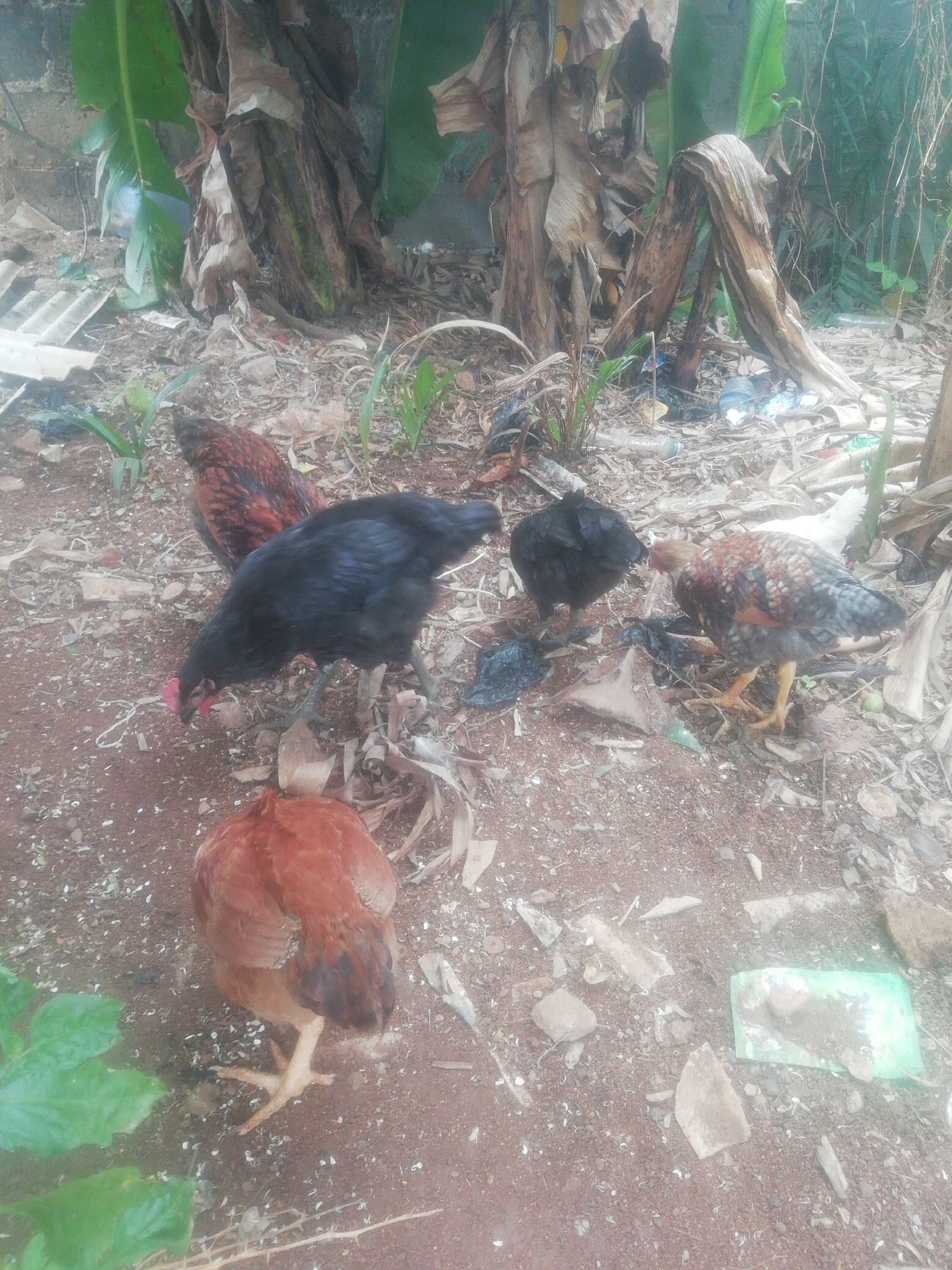 The image shows a group of chickens foraging on dirt ground in a cluttered area in Ikorodu, Nigeria. There are five chickens with varied plumage: red, black, and mottled. The ground is covered with debris, including leaves, plastic, and discarded materials. Behind the chickens, there is a banana tree.