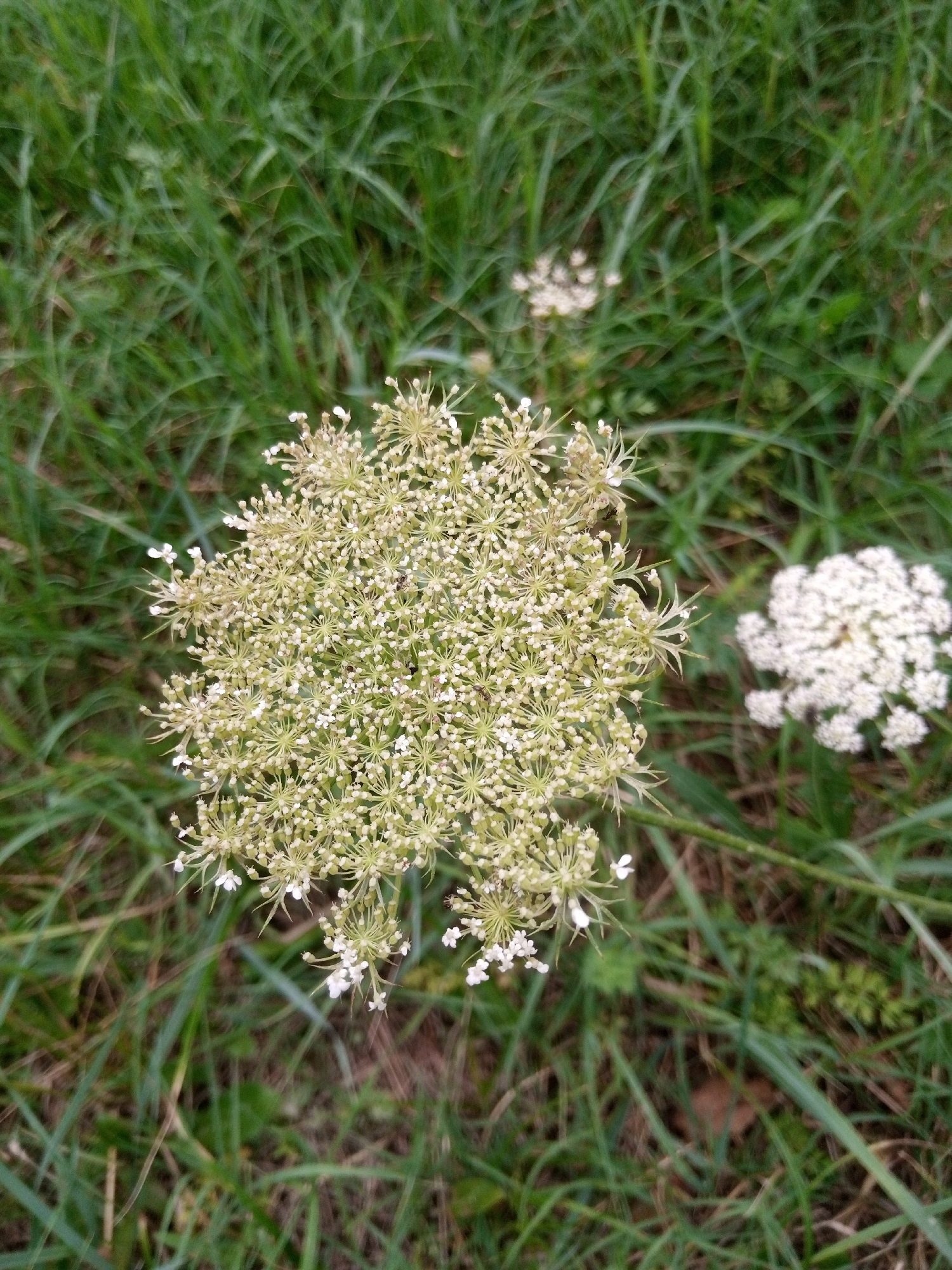 A close-up, eye-level, vertical shot shows a cluster of delicate, cream-colored wildflowers against a blurred green background of grass. The main subject is a large, umbrella-shaped flower head composed of numerous tiny blooms, with some smaller white petals scattered around it. To the right and slightly further back, another, smaller, fully bloomed white flower of similar type is visible. The scene is set in a grassy area, possibly a park or meadow, in Zarkent, Uzbekistan. No people are present, and the focus is on the flora.