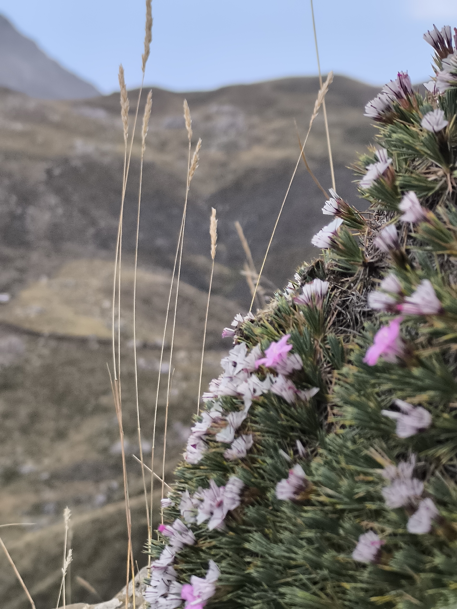 This is a close-up, eye-level, outdoor photograph of a cluster of small, white and pink wildflowers growing on a rocky incline, likely a mountainside. The flowers have delicate petals, some with thin purple or pink stripes. The foliage is a dense, dark green, needle-like shrub. Several tall, thin stalks of dried grass or reeds are visible in the foreground, out of focus. The background is a blurry landscape of muted brown and grey hills and a pale blue sky. The location is identified as Konyaaltı, Turkey, suggesting a natural, mountainous area near the coast. There are no people or animals visible in the image.