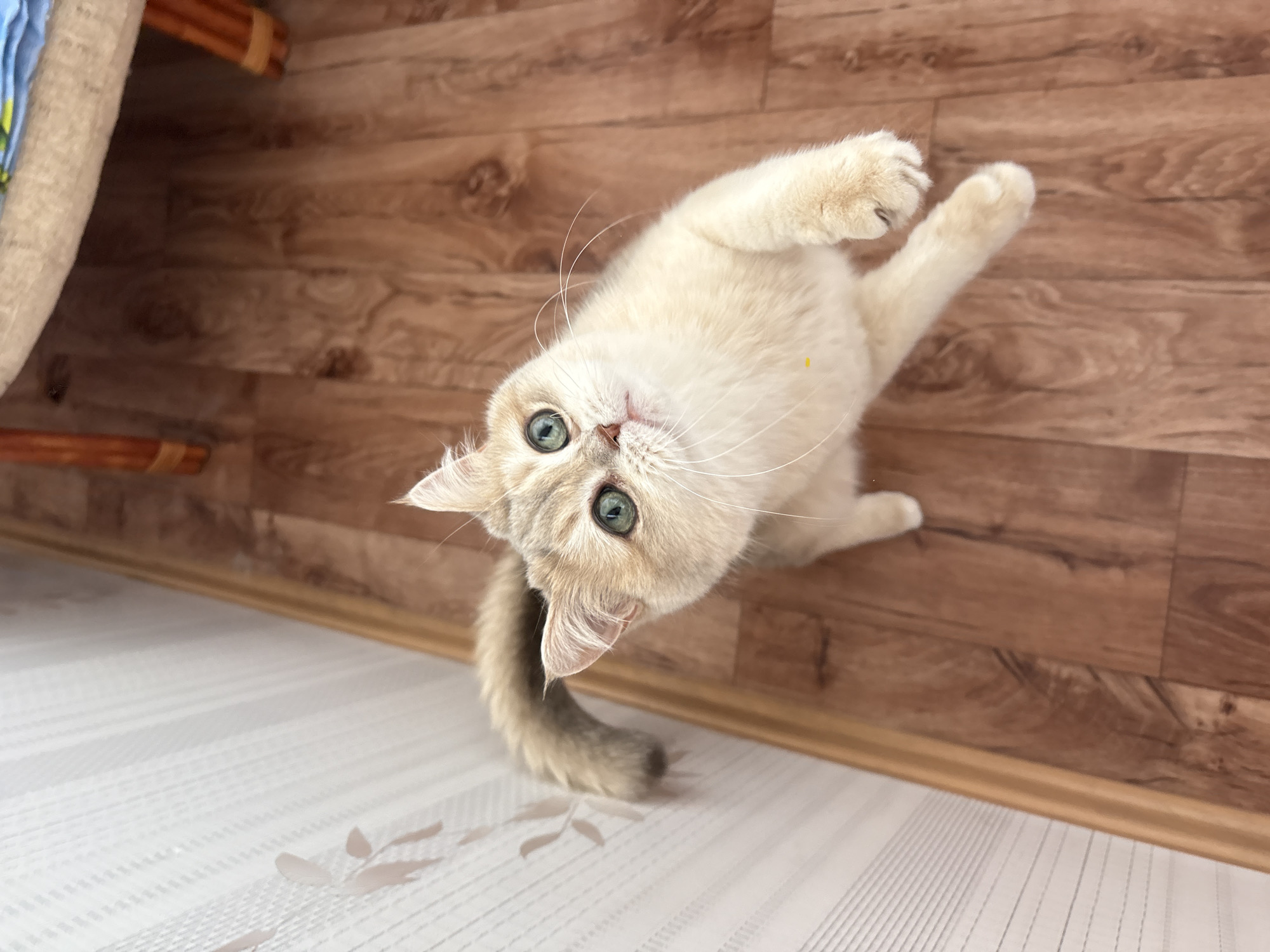 A light-furred cat with green eyes is lying on its back on a floor that transitions from light wood-patterned flooring near the bottom to darker wood-patterned flooring further up. The cat is positioned such that its head is near the center of the image, looking upwards. One paw is extended upwards towards the right, while the tail is visible towards the bottom left. A piece of furniture is partially visible in the upper left corner of the image. The photograph was taken in the city of Chaikovsky, Russia.