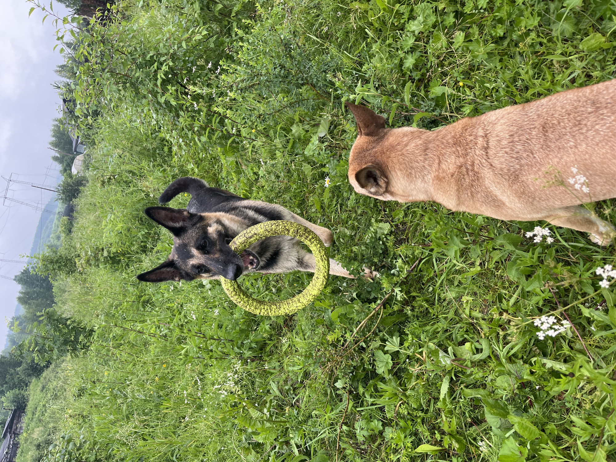 The image depicts two dogs in a grassy outdoor setting, likely a rural area or a park, with a backdrop of greenery and some distant structures. One dog, a German Shepherd, is in the mid-ground, facing the camera and holding a bright green ring toy in its mouth. The other dog, a lighter-colored breed, is in the foreground, with its back to the camera, looking towards the German Shepherd. The environment is characterized by dense green grass, various plants, and some trees. In the background, there are hints of human habitation, including what appears to be a rustic building and power lines, suggesting the location might be on the outskirts of a settlement. The sky is overcast, indicating a cloudy day. The image is taken from a slightly elevated perspective, looking down on the scene.
Based on the provided context, this image is located in the city of Nizhny Tagil, Russia.