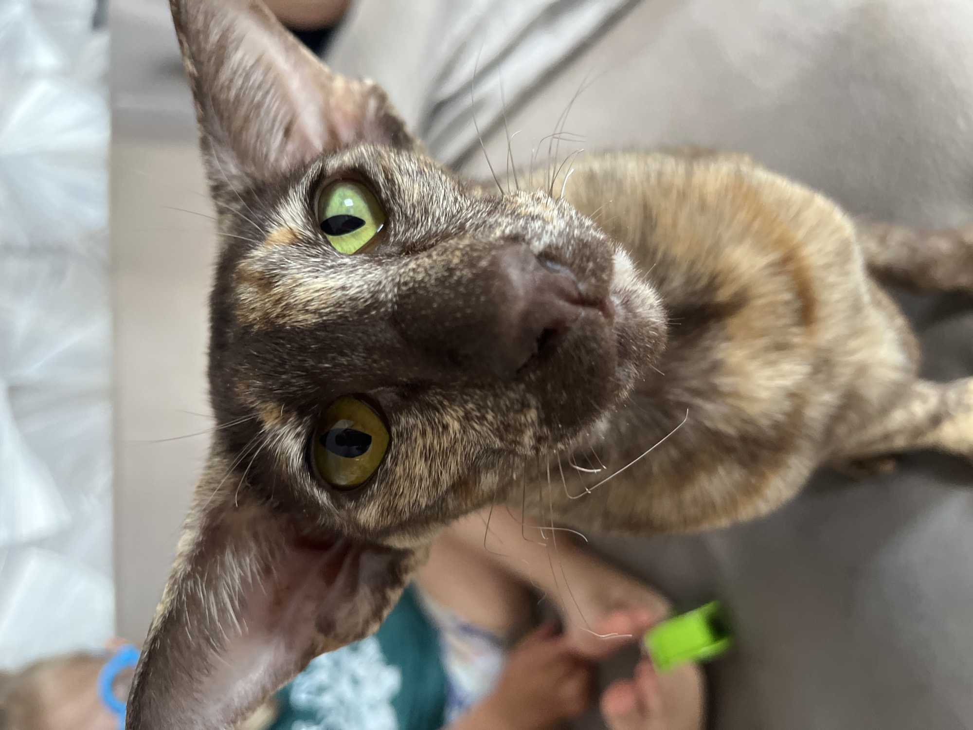 A close-up, head-on, eye-level shot shows a tortoiseshell Oriental Shorthair cat looking directly at the camera. The cat's large ears are prominent, and its bright green eyes are wide open. Its fur is a mix of brown, black, and tan markings. In the blurred background, a child's legs and hands are visible, along with a bright green object, likely a toy. The setting appears to be indoors, possibly on a couch or bed, with a lightly patterned blanket or sheet in the background. The lighting is bright and diffused. The image was captured in Chaikovsky, Russia.