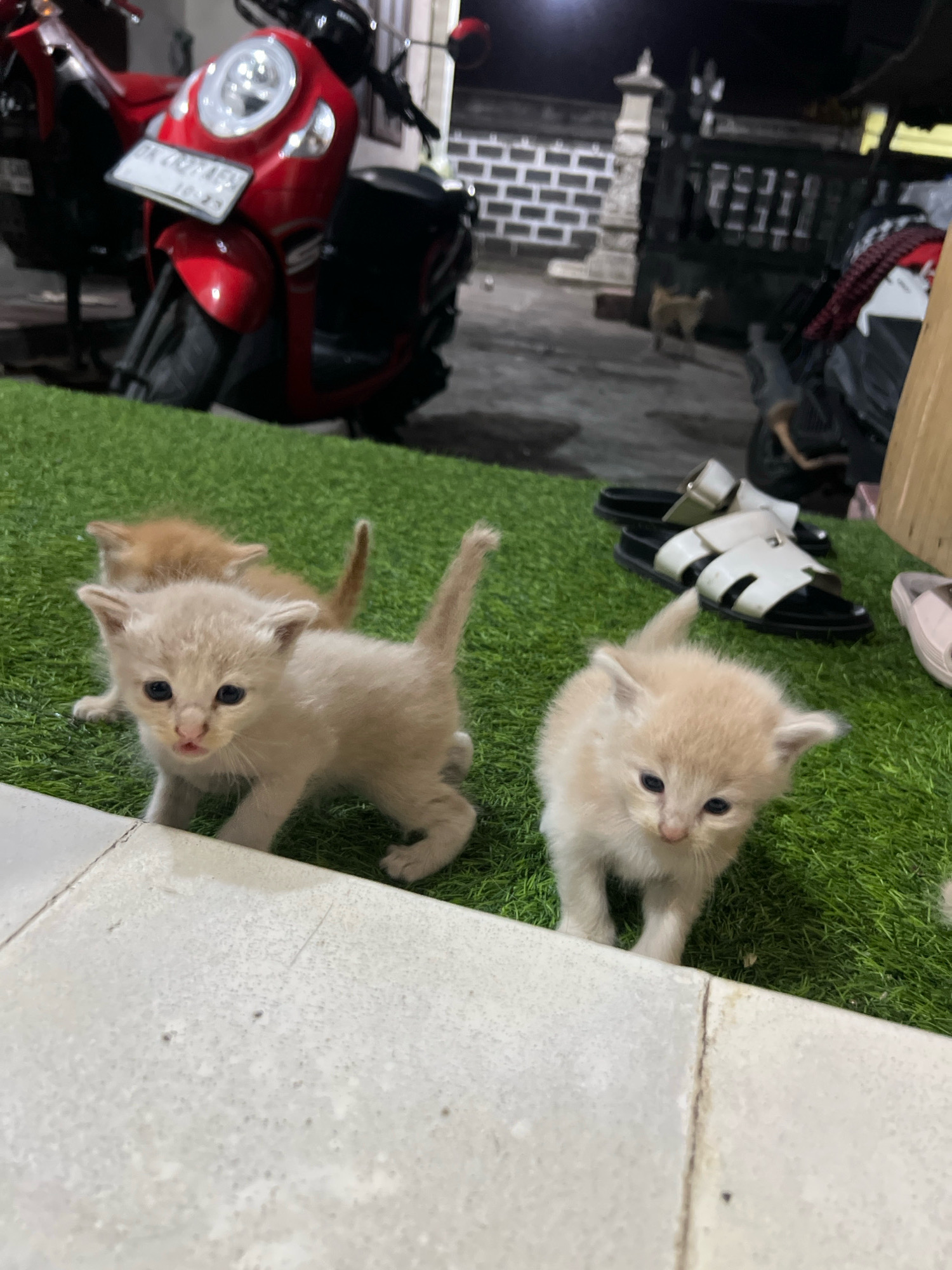 In Denpasar, Indonesia, at night, a red scooter is parked on a grass-covered surface. In the foreground, three kittens are positioned on the artificial grass. One kitten is a light beige color and stands close to the camera, facing forward with its mouth slightly open. Another kitten, also light beige, is partially visible behind the first, appearing to be in motion. A third kitten, a ginger color, is situated further back and out of focus. In the background, a white brick wall and a dark fence are visible, along with a pair of sandals and other assorted items.