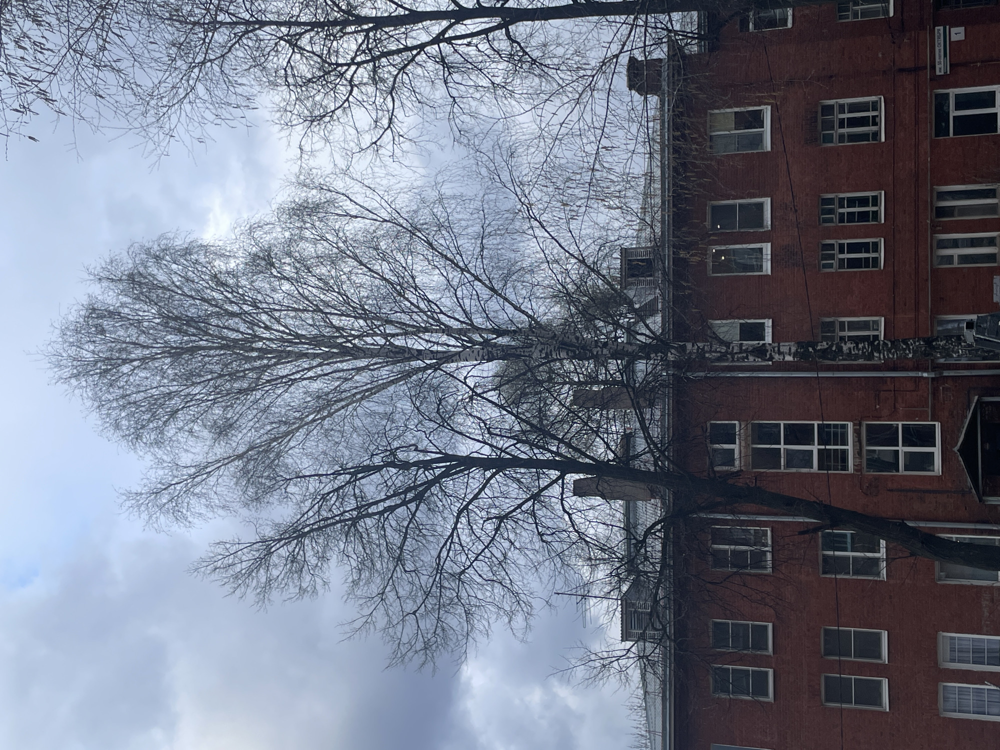 This media file presents a stark winter or early spring urban landscape, captured from a low angle looking upwards. The primary subjects are the bare branches of several deciduous trees silhouetted against an overcast sky, with a red brick building visible on the right.
A prominent tree with distinctive white, peeling bark (likely a birch) stands tall in the center-left, its fine, delicate branches intricately spread towards the grey sky. Other trees with darker, thicker branches frame the top, bottom, and left sides of the image. Some of the thinner branches exhibit a subtle glistening, possibly indicating frost or ice.
On the right, a multi-story building constructed of red brick fills a significant portion of the frame. It features numerous rectangular windows with white frames, many divided into multiple panes. Several thin electrical wires or cables run along the building's facade and are also visible crossing through the tree branches.
The sky is uniformly overcast and light grey, with soft cloud patterns, contributing to a cool, diffused light over the scene. There are no people visible, and no specific activity or event is taking place, creating a sense of stillness.
A notable detail is a white plaque with black text attached to the upper right corner of the red building. The text reads "ул. 50-ЛЕТИЯ ОКТЯБРЯ" (ul. 50-LETIYA OKTYABRYA), which translates to "50th Anniversary of October Street," followed by the number "1". This sign serves as a specific location cue, indicating a street name common in post-Soviet cities.
The overall impression is one of cold weather and the quiet, structural beauty of winter nature juxtaposed with urban architecture.