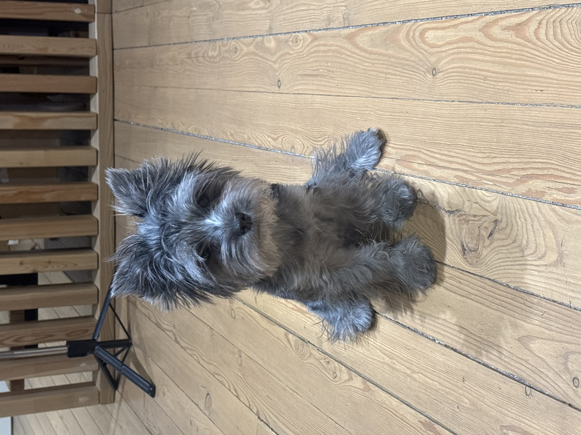 The image depicts an indoor scene in Chaikovsky, Russia. A small, grey and white wire-haired dog, resembling a Miniature Schnauzer or terrier type, is seated centrally on a light-colored wooden plank floor. The dog faces directly forward, exhibiting an alert and calm posture with its front paws together. Its fur appears scruffy, with lighter markings around the muzzle and eyebrows. In the upper left background, a folded or partially folded black camera tripod rests on the wooden floor. Behind the tripod and extending across the upper background is a light-toned wooden structure composed of vertical slats or balusters, possibly a room divider or barrier. The wooden floor planks exhibit visible grain patterns and knots, running horizontally across the frame from the viewer's perspective. No other individuals or animals are visible.