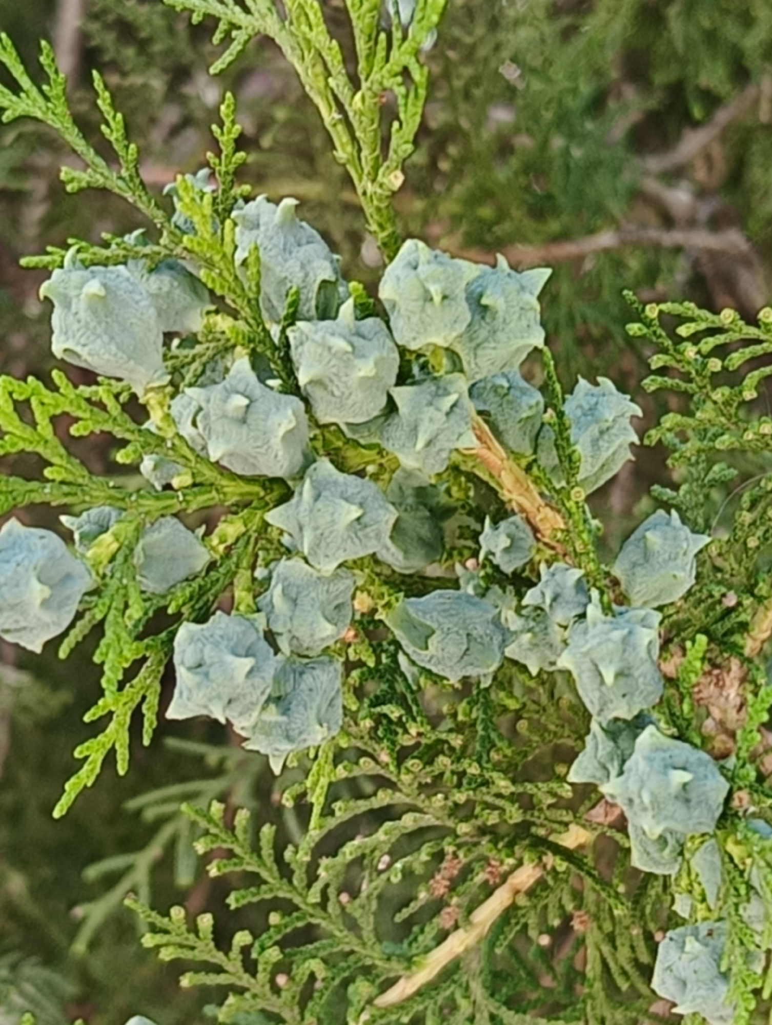 This image presents a forensic, close-up view of a coniferous plant branch, specifically a species exhibiting scale-like foliage and numerous immature female cones, observed in the city of Maiaky, Ukraine. The branch is densely covered with vibrant, bright green, flattened scale-like leaves. Interspersed among the foliage are numerous small, approximately ovoid cones, characterized by their glaucous, light bluish-green coloration and distinct, pointed, warty protuberances on their surfaces. The cones appear unripe, indicating an active reproductive phase of the plant. A muted, out-of-focus background of darker green foliage suggests an outdoor natural environment. Natural light illuminates the subject, highlighting the textural details of both the leaves and the developing cones. No human subjects or discernible man-made objects are present within the frame.