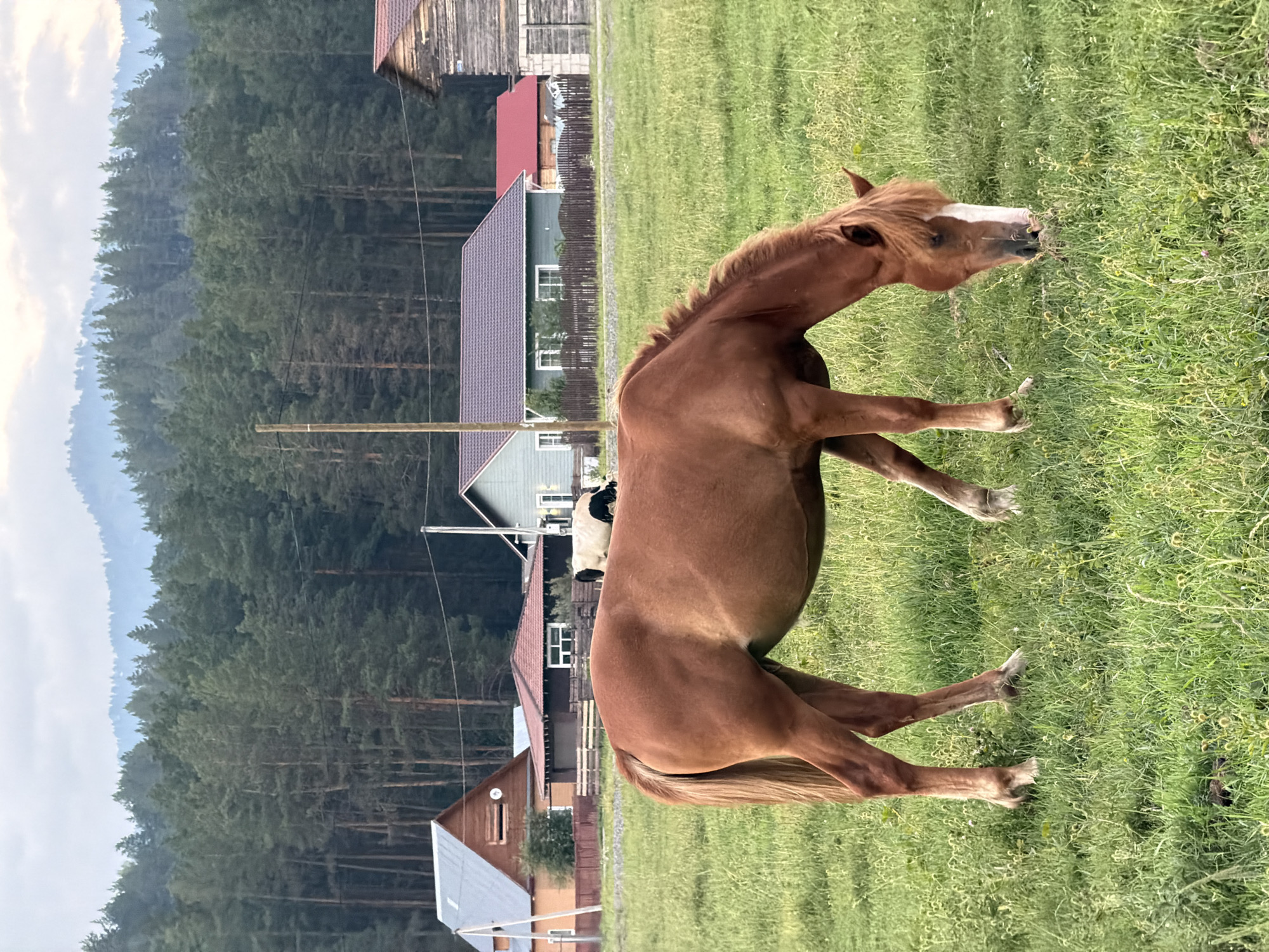 A chestnut horse grazes in a grassy field in Askat, Russia. In the background, several houses with colorful roofs are visible, nestled against a dense forest that stretches towards rolling hills. The sky is overcast, with a hazy light filtering through. A few other animals, possibly cows, are also in the field behind the horse.