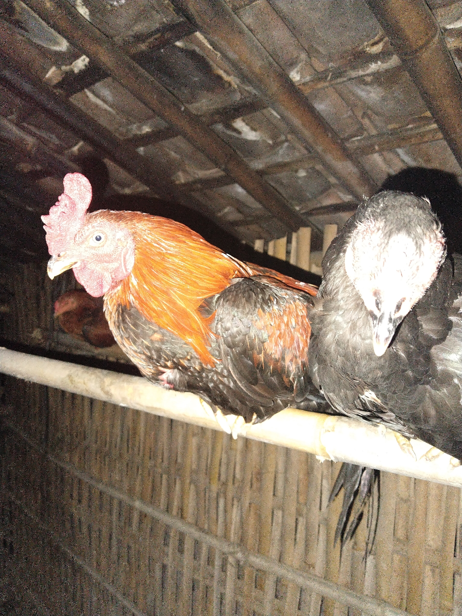 A rooster with orange and black feathers and a black hen perch on a thin, light-colored beam under a thatched roof. The rooster is looking to the left of the frame. The hen has its head pointed downward. They are in what appears to be a coop, with woven material forming the wall in the background.
