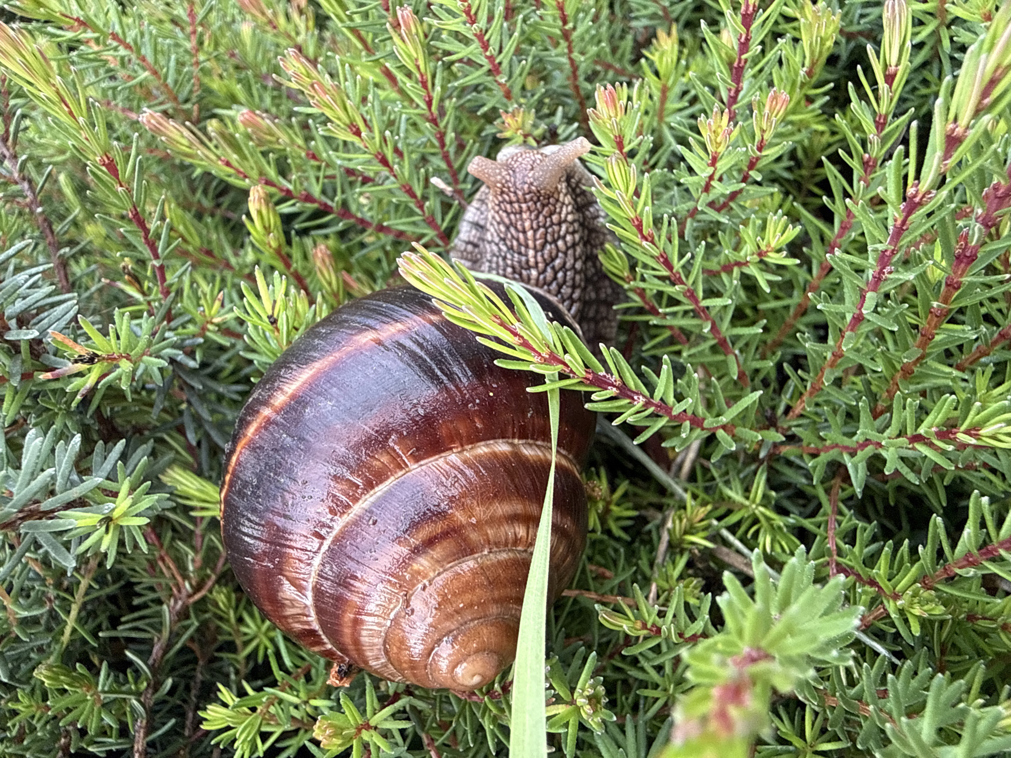 In Sulitsa, Bulgaria, a close-up shot captures a garden snail nestled amidst lush green foliage. The snail's large, glossy brown shell, adorned with distinct spiral patterns, dominates the foreground, catching the light and revealing subtle textures. Its head and tentacles emerge from the shell, peeking through the dense greenery.
The snail is situated within a thicket of small, needle-like leaves, likely part of a low-growing shrub or ground cover. The branches are a vibrant green, interspersed with reddish-brown stems, creating a rich, natural tapestry. Some of the leaves exhibit a delicate frost or dew, adding a touch of moisture and highlighting the natural environment.
The overall impression is one of tranquility and the quiet beauty of nature. The focus on the snail and its immediate surroundings suggests a moment of stillness, perhaps during a cool, damp morning. The lighting appears soft and diffused, hinting at overcast conditions or the early hours of the day. There is no visible text in the image. The scene is a quintessential representation of a snail's life in a garden habitat.