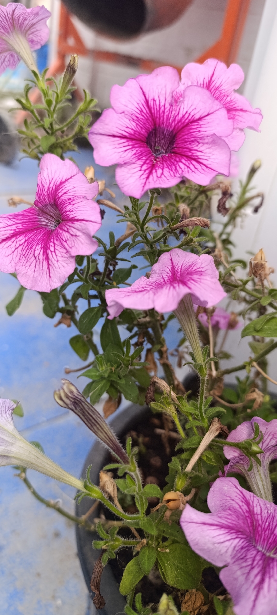 The image shows a close-up of several pink petunia flowers and buds in a pot. The flowers have a lighter pink outer edge with darker pink veins radiating towards the center. Some of the flowers are fully open, while others are still buds or partially open. The plant has green, fuzzy stems and leaves. The background is blurred, but suggests an outdoor setting with a blue surface that could be a table or ground, and an orange object in the upper right corner. There is no indication of the location being in Zaliznyi, Russia or any other specific geographical location. There are no people or specific actions depicted.
