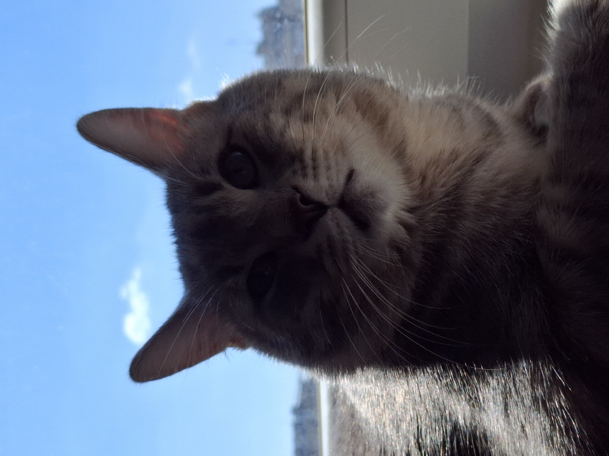 A low-angle close-up shot of a gray tabby cat with a window and blue sky in the background. The cat's head is tilted to the side, with one ear prominently visible against the blue sky. The cat's facial features, including eyes, nose, and whiskers, are partially in shadow. A building is visible through the window behind the cat, obscuring the details of the cityscape, which can not be determined to be Novi Sad, Serbia.