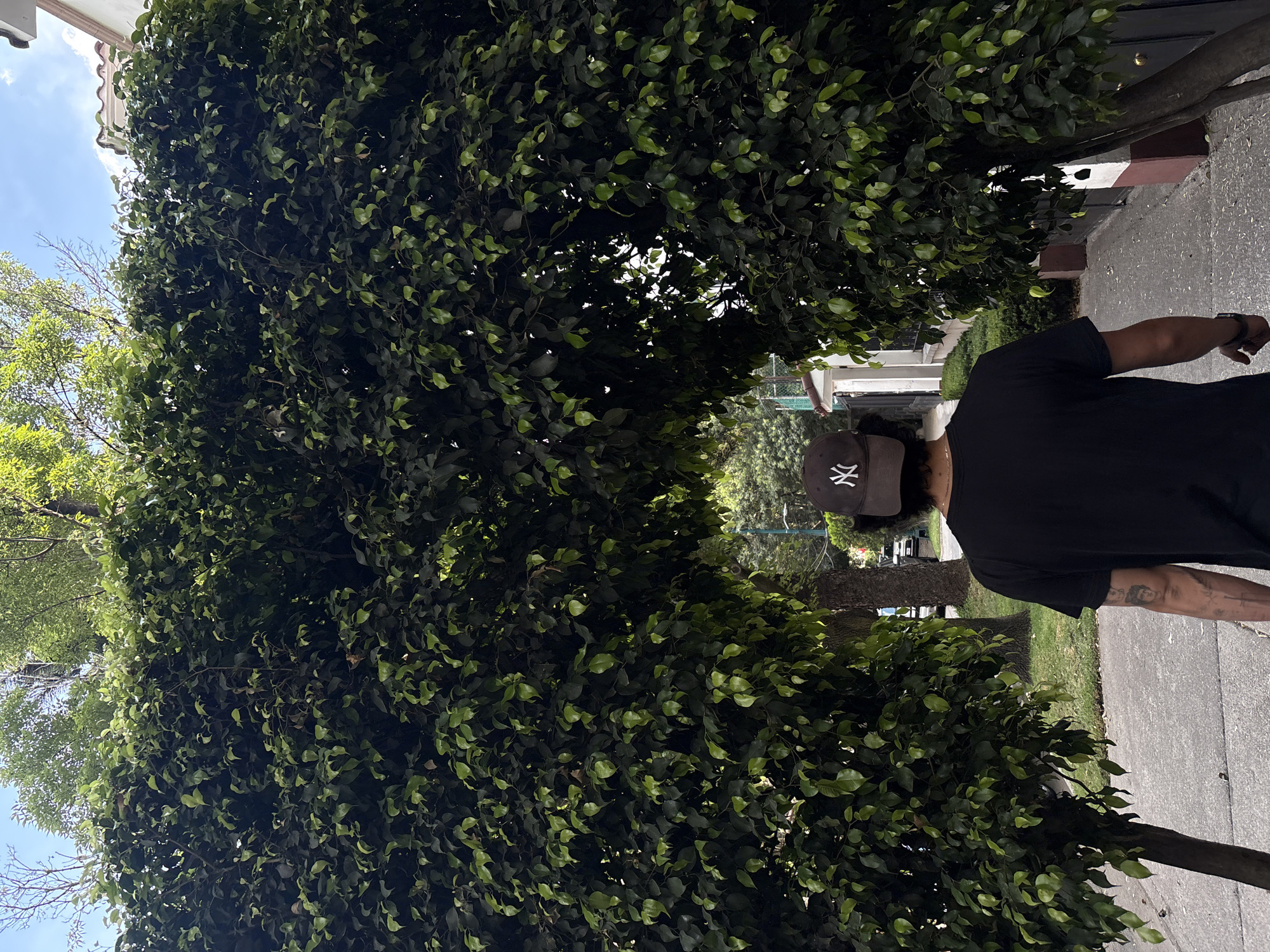 A man wearing a black T-shirt and a brown baseball cap walks down a sidewalk lined with dense green foliage. The scene appears to be in an urban area, with buildings visible in the background. The image was taken outdoors on a sunny day in Mexico City, Mexico.