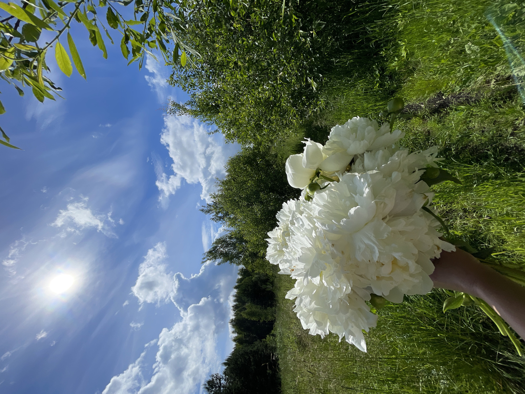A person holds a bouquet of white peonies in the foreground, with a lush green meadow stretching out behind them. The meadow is dotted with tall grasses and wildflowers, and a narrow dirt path winds through it. In the background, a dense forest of green trees lines the horizon. The sky above is a vibrant blue, with fluffy white clouds drifting across it. The sun is shining brightly, casting a warm glow over the scene. The overall impression is one of natural beauty and tranquility. The location appears to be a rural area outside of the city of Zarechny, Russia.