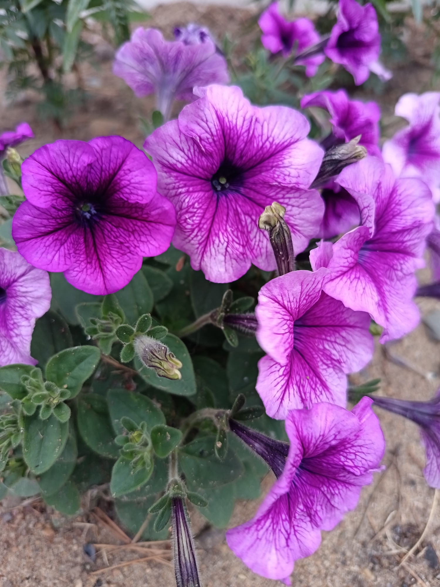 This is a close-up, high-angle, outdoor photograph of several vibrant purple petunia flowers in bloom. The flowers are the primary subjects, with their ruffled petals and intricate vein patterns clearly visible. Some flowers are fully open, while others are partially closed or appear to be buds. The background consists of sandy soil and some out-of-focus greenery. No people are present in the image. The photograph appears to have been taken in a garden or a park setting, possibly in Komsomolsk-on-Amur, Russia, based on the provided information, though the image itself does not contain any explicit indicators of this location. The lighting suggests it might be daytime, possibly overcast.