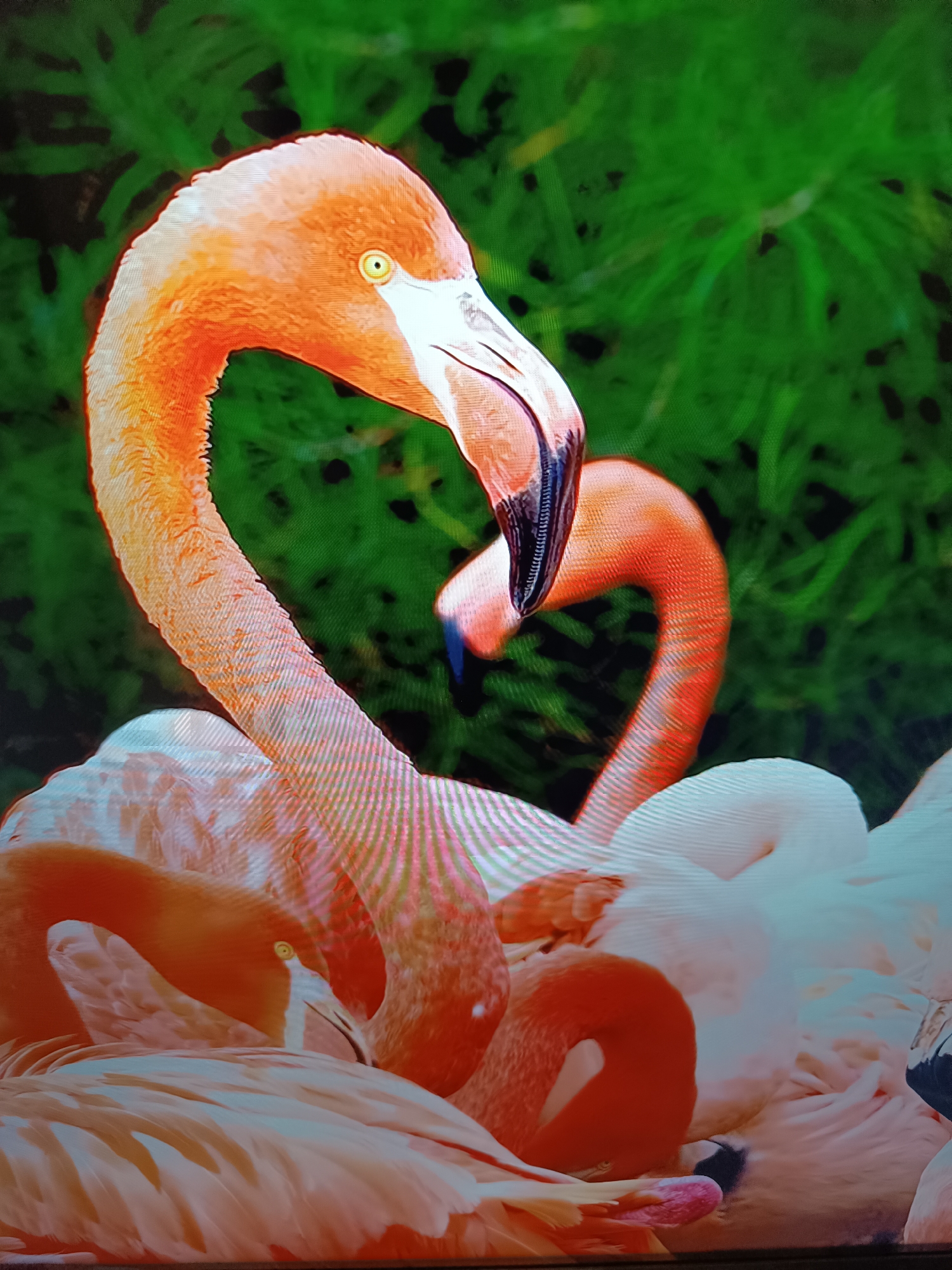 The image shows a close-up of a group of flamingos resting. The flamingos are predominantly pink and white, with some orange accents. Their necks are curved and intertwined, creating an aesthetically pleasing composition. The background is a blur of green foliage, suggesting a natural habitat such as a zoo or aviary. The image does not contain any information or visual cues related to the city of Taraz or its administration in Kazakhstan.