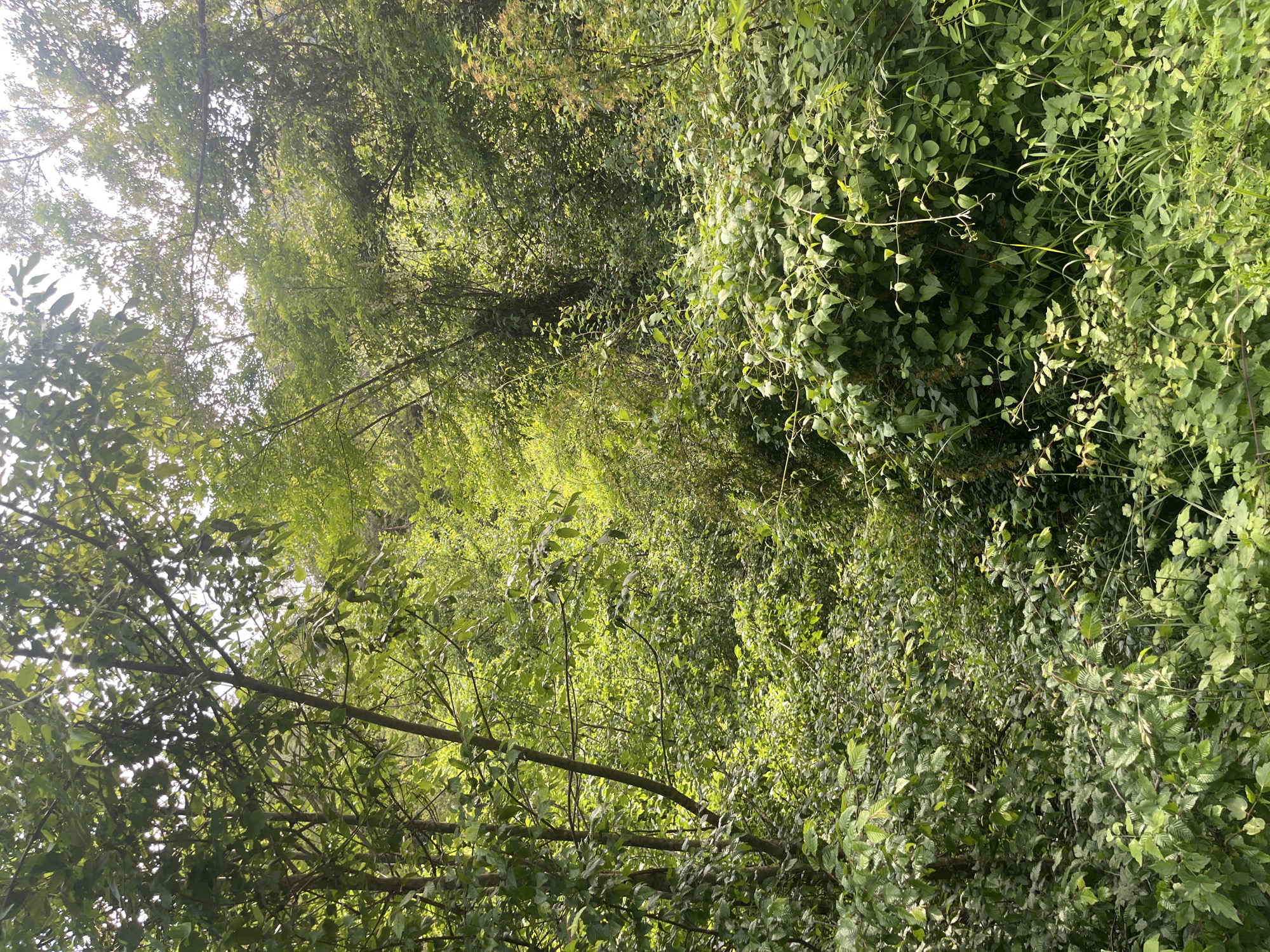 The image depicts a dense, overgrown forest with lush green foliage under a bright sky. The vegetation is thick, with trees, shrubs, and vines creating a tangled canopy that allows dappled sunlight to filter through. The scene suggests a natural, untamed environment within Vlahovo, Bulgaria. No people or specific structures are visible.