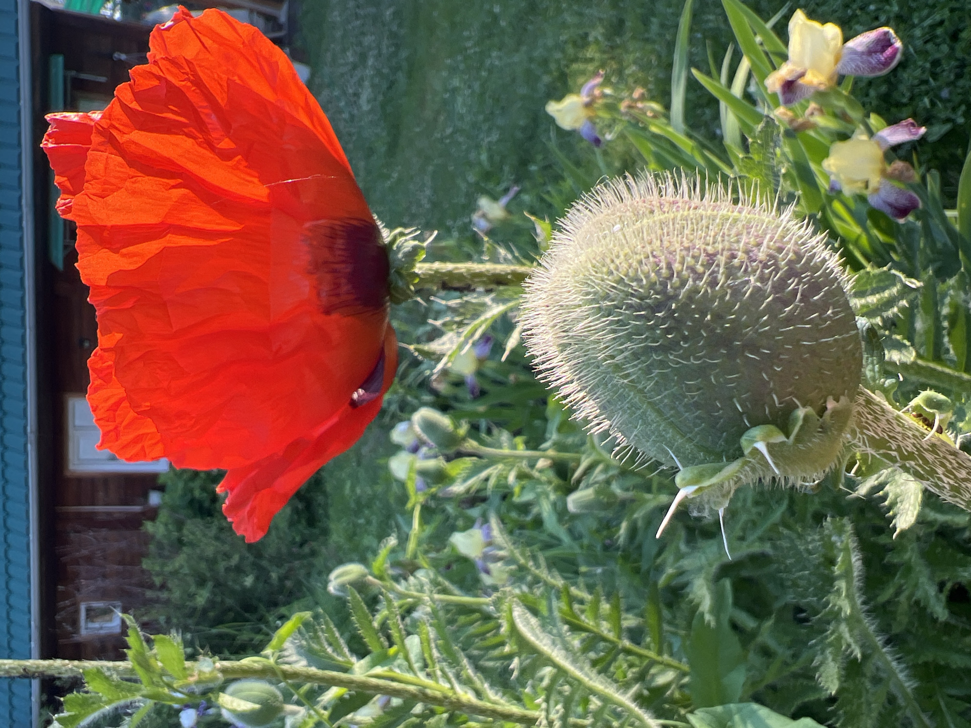 The image depicts a close-up view of a bright red poppy flower and a spiky green seed pod in a garden setting. The poppy flower, with its delicate, ruffled petals, is prominently displayed in the upper right portion of the frame, catching the sunlight. Below it, the large, fuzzy seed pod dominates the lower left. The background reveals a glimpse of a wooden house with a green roof, suggesting a rural or suburban location. Lush green foliage and smaller flowers, including some irises, are visible throughout the scene, indicating a flourishing garden. The lighting suggests it is daytime, likely late afternoon or early evening due to the warm glow on the poppy petals. No people are present in the image. The scene is set in the village of Mochishche, Russia.