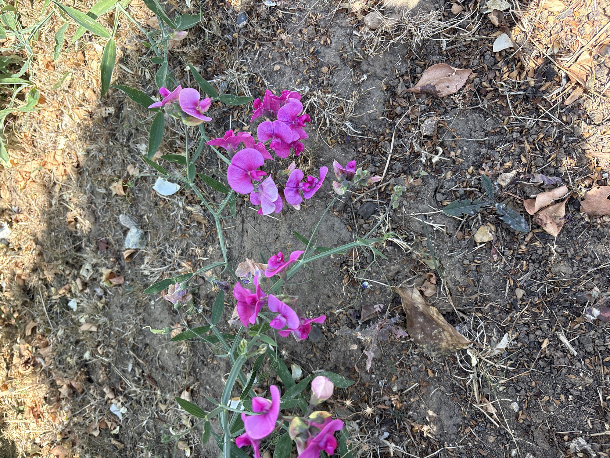 A cluster of bright pink sweet pea flowers are blooming on delicate green vines, growing in dry, dusty soil amongst fallen leaves and twigs. The flowers are in various stages of bloom, with some fully open and others still in bud. The background is a mixture of dry grass and exposed earth, dappled with sunlight and shadow. The scene appears to be in an outdoor setting, likely a garden or park, given the presence of flowering plants and natural ground cover. The specific location within Chelmsford, United Kingdom, cannot be determined from the image alone.