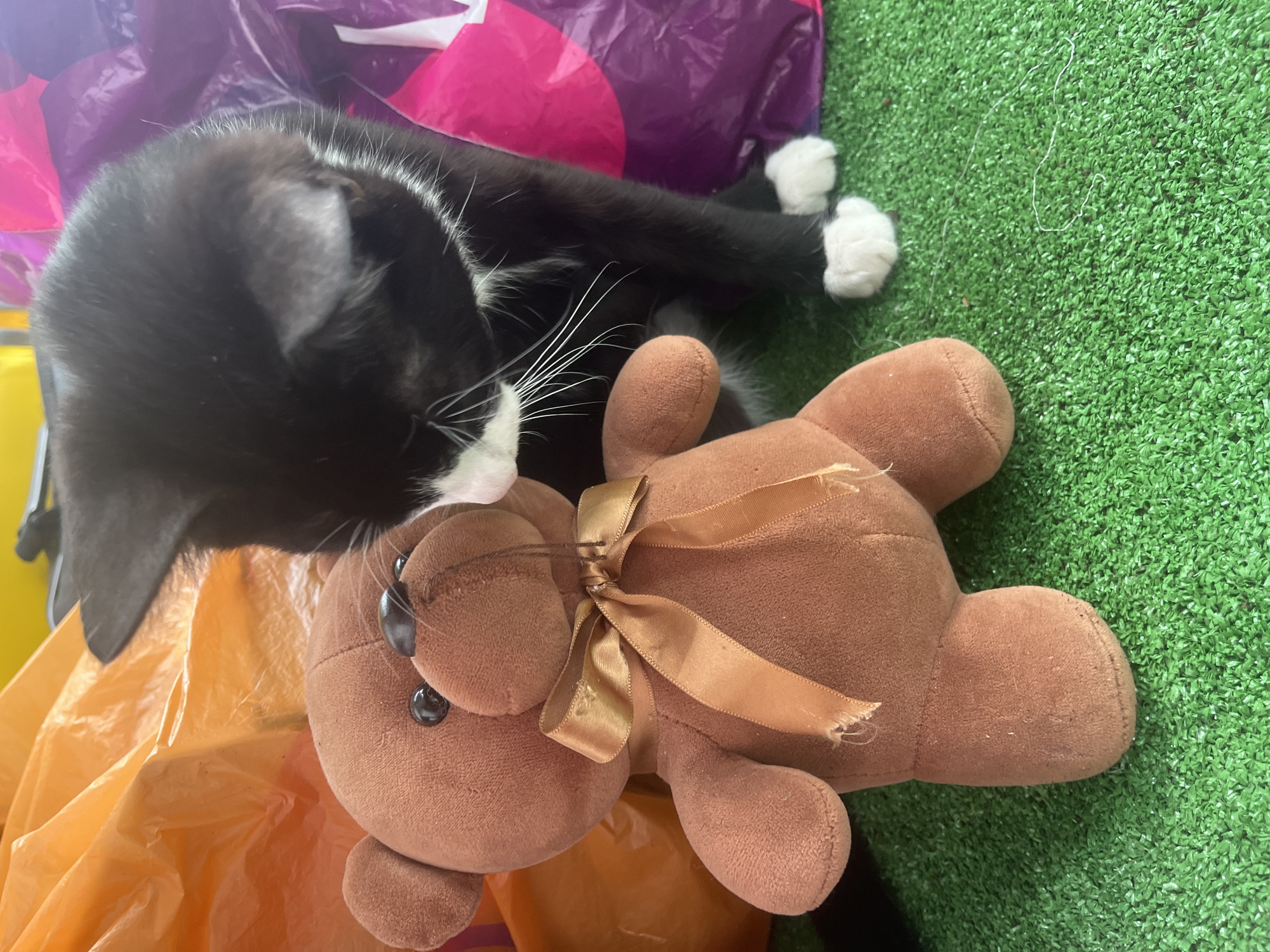A black and white cat is lying beside a brown teddy bear with a gold ribbon on an artificial grass surface. The cat has white paws and whiskers. The bear is lying on an orange plastic bag. A purple and pink plastic bag is in the background. The exact location in Saint Petersburg, Russia, cannot be determined from the image.