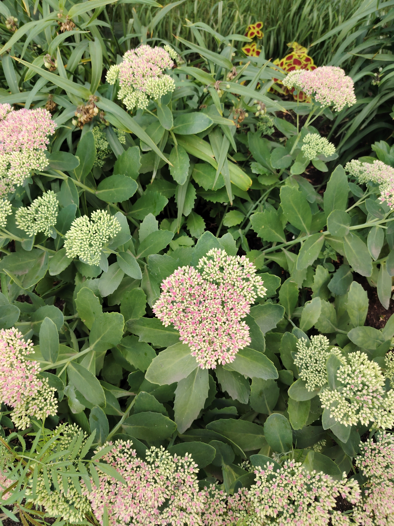 A high-angle, close-up shot captures a dense grouping of Sedum plants, also known as stonecrop, in a garden setting. The plants are characterized by their thick, fleshy leaves and clusters of small, tightly packed buds and flowers. Some flower clusters are a pale pink, while others are still in the light green bud stage. The foliage is a lush, deep green, creating a backdrop for the delicate blossoms. In the background, glimpses of other plants are visible, including some with long, grassy blades and other plants with red and yellow variegated leaves. The scene appears to be outdoors, in a well-maintained garden. There are no people or animals present in the image. The lighting suggests it is daytime, with soft, diffused light.