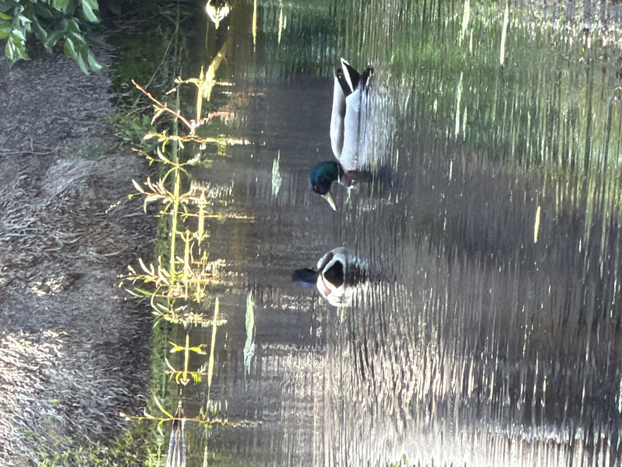 The image depicts two male mallard ducks in a body of water, likely a pond or stream. One duck is upside down, feeding by diving its head underwater with its rear end above the surface. The second duck is positioned in the opposite direction, with its head and body reflected in the water. Vegetation borders the edge of the water, appearing as plants and a grassy bank on the left side. The surface of the water exhibits ripples and reflections. The scene is likely set in a natural or park-like environment, which suggests it is at the Los Angeles County Arboretum and Botanic Garden in Arcadia, California, United States. The Arboretum features many ponds and waterways which are home to mallard ducks and other birds.