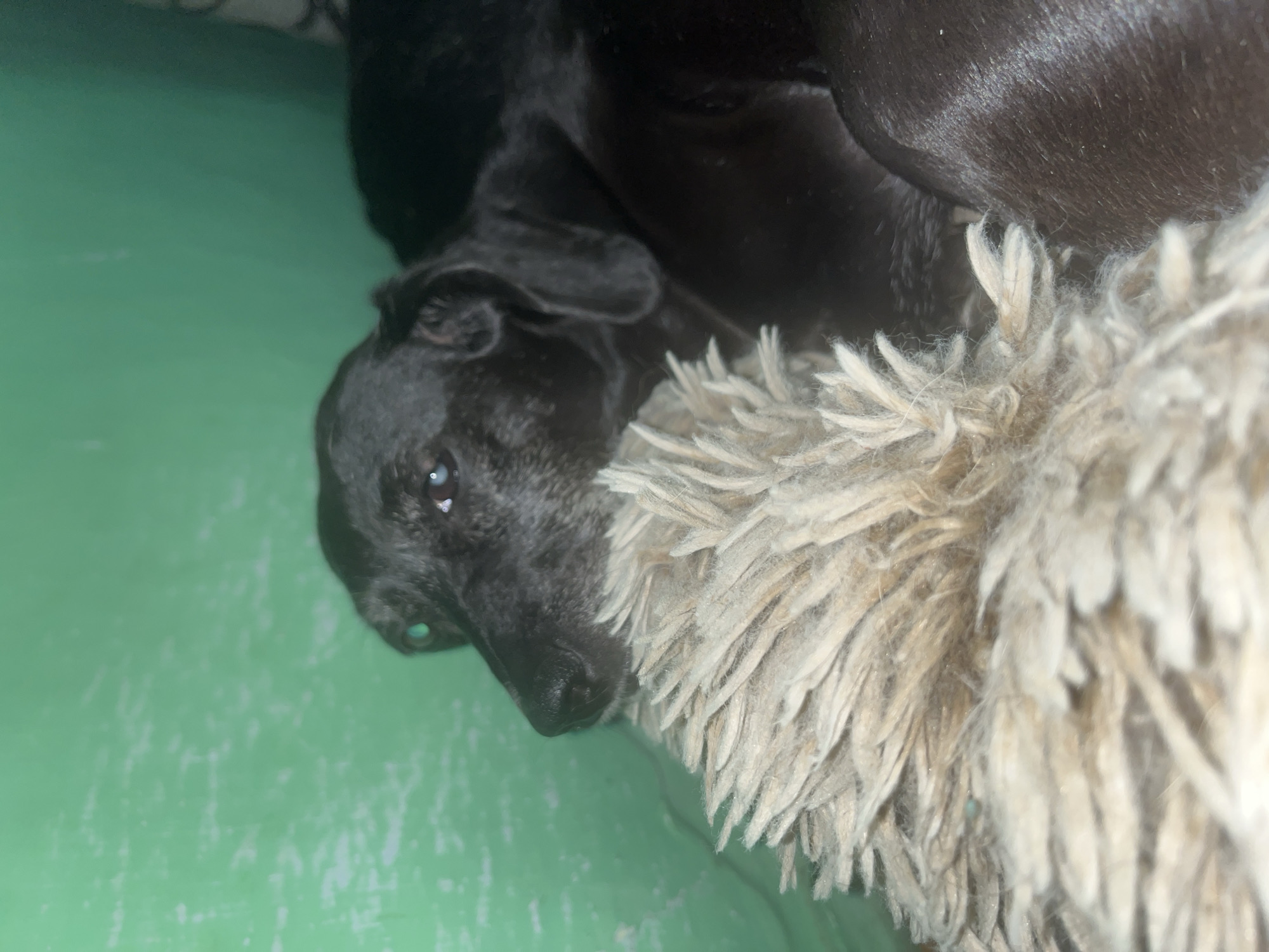 A black dog lies on a fluffy blanket in front of a bright green wall. The dog's head is slightly raised, and its eyes are looking to the left. The dog's fur is short and appears to be wet in some areas. The blanket is made of a thick, shaggy material and is light brown in color. The green wall appears to be painted, and there are some faint white marks on its surface. The image is dimly lit, suggesting it was taken indoors. There is no indication of the location being in Nizhny Tagil, Russia.