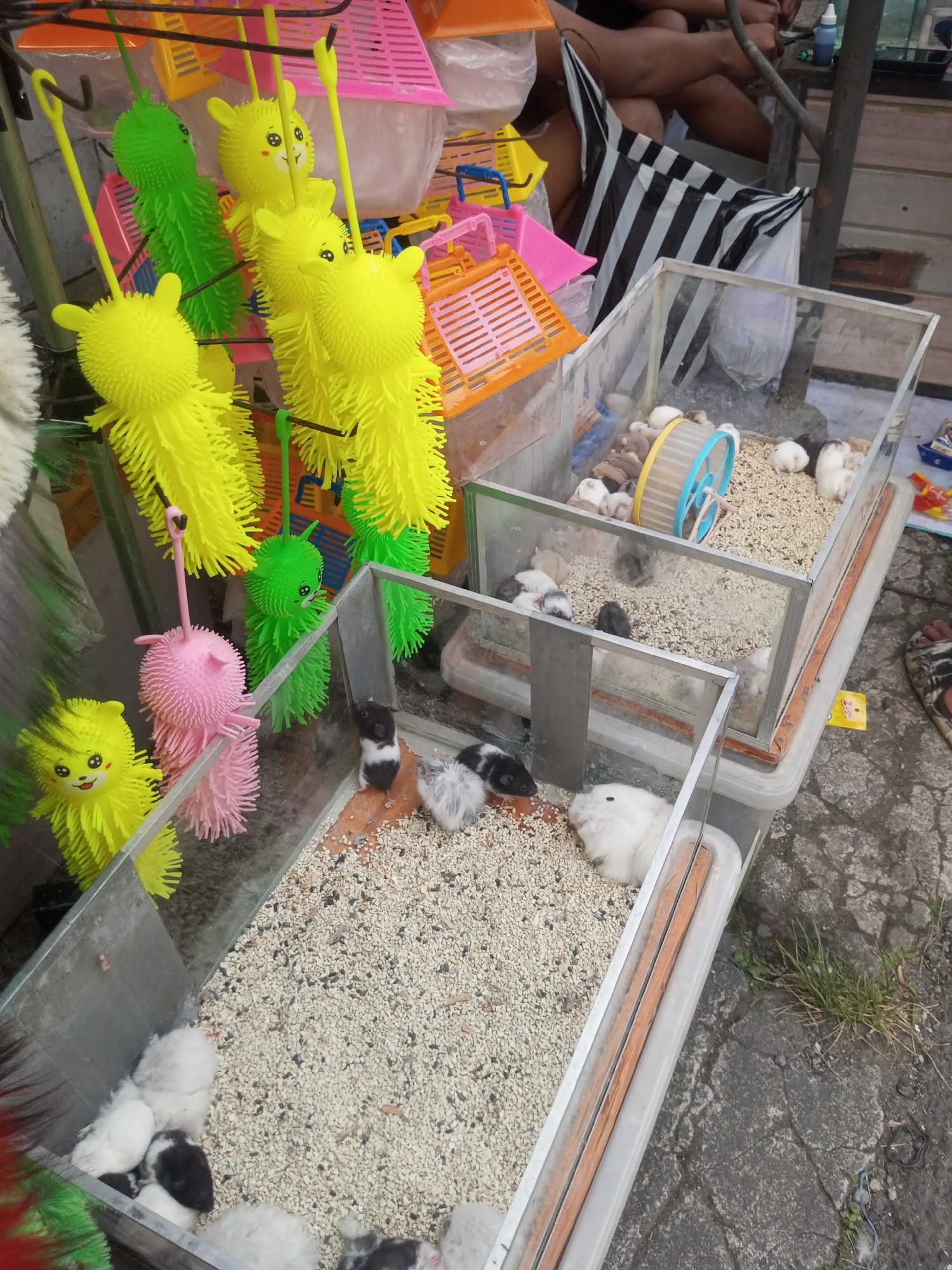 An outdoor scene in Pandansari, Indonesia, features several glass enclosures containing hamsters. In the foreground, a rectangular glass enclosure holds multiple hamsters, some white and some black and white, on a bed of small pebbles. To the right, another, larger glass enclosure contains numerous hamsters of various colors, including white, brown, and gray, also on pebbles. A blue and yellow hamster wheel is visible inside this larger enclosure. Behind the enclosures, a person's legs and torso are visible, suggesting they are seated or standing behind the merchandise. Brightly colored, fuzzy toys, some resembling cartoon animals in yellow, green, and pink, hang from a rack in the upper left portion of the image. Plastic baskets in pink and orange are also visible in the background, interspersed with the toys. The ground beneath the enclosures appears to be paved with rough concrete or asphalt, with patches of dry grass growing in some areas. The overall impression is of a street vendor or market stall selling small pets and related toys.