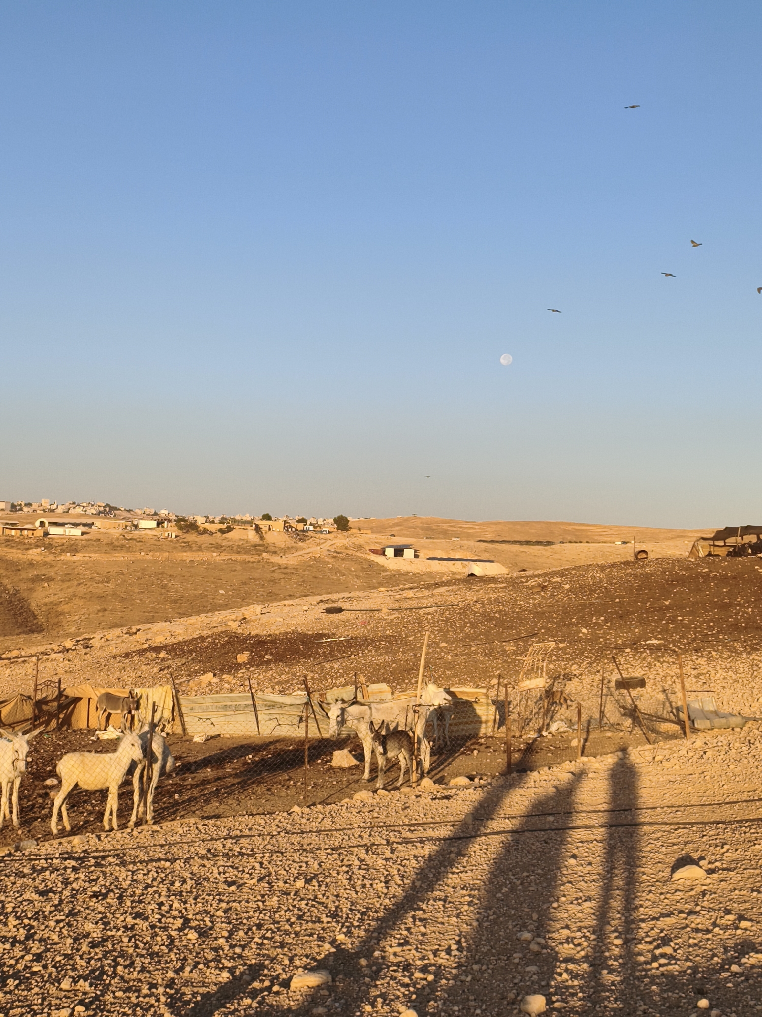 In the city of Keidar, Palestinian Territories, an arid, dusty landscape unfolds under a clear, pale blue sky. The sun, low in the sky, casts long, dramatic shadows of two individuals across the rocky, uneven terrain. In the foreground, a herd of at least five white donkeys are gathered near a fence constructed from wire mesh and wooden poles. Some donkeys are partially obscured by the fence and other animals. Behind the donkeys, canvas sheeting is stretched taut between poles, forming a makeshift shelter. In the middle ground, the landscape continues its arid appearance, with scattered structures and buildings visible in the distance, suggesting a settlement or town. The distant hills are covered in dry, sparse vegetation. High in the sky, the moon is visible as a faint white orb, and several birds are in flight, silhouetted against the blue. The overall impression is of a rural, pastoral scene at dusk.