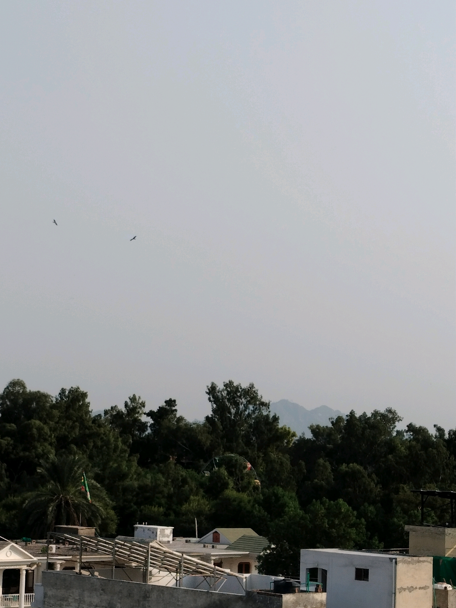 The image depicts a hazy sky over a cityscape in Sargodha, Pakistan. In the upper left portion of the sky, two birds are visible in flight. The middle ground is dominated by a dense forest with a variety of trees, including palm trees and other deciduous foliage. A flag, appearing to be green and red, is prominently displayed on a flagpole amidst the trees. In the foreground, rooftops of various buildings are visible, constructed from concrete and painted white. Some buildings feature slanted roofs, while others have flat surfaces. Structures include what appear to be solar panels or some form of roof-mounted framework. A light grey, mountainous landscape is faintly discernible in the distance, partially obscured by the trees and haze. The overall impression is one of a semi-urban environment adjacent to a natural, forested area.