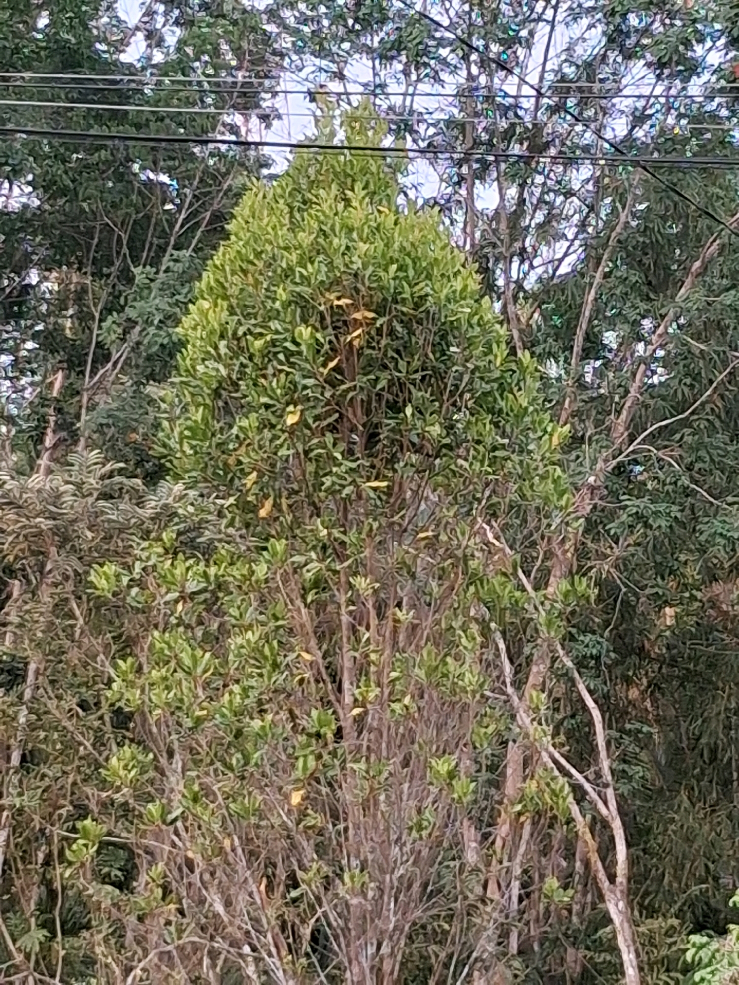 The image shows a close-up view of a tree with a conical shape and dense green foliage. The tree is surrounded by other trees and vegetation, creating a natural, outdoor environment. In the upper portion of the image, several dark wires are visible, suggesting the presence of utility lines. The overall impression is of a lush, verdant landscape. The location is specified as Wadas, Indonesia, implying an outdoor setting within or near this region.