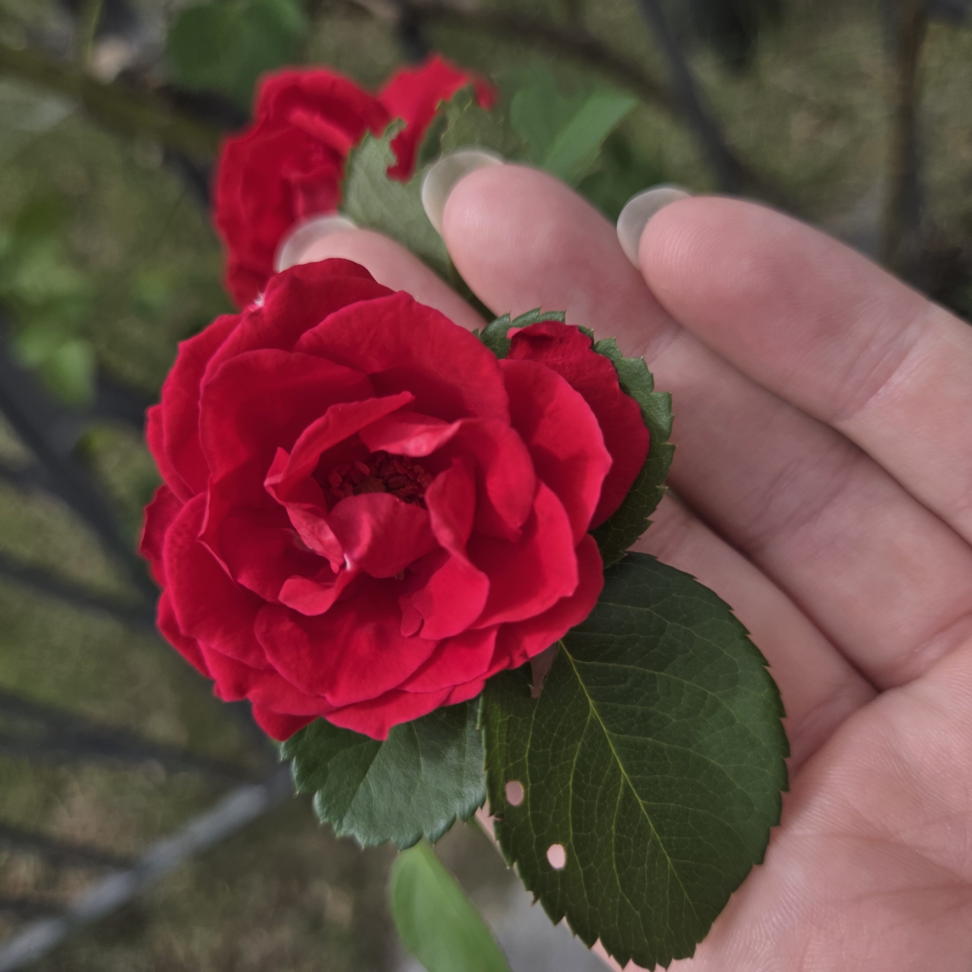 A close-up, eye-level shot shows a person's left hand gently cupping a vibrant red rose in Dunnae-myeon, South Korea. The rose, with its layered petals and dark green leaves, is the central focus. One leaf exhibits two small, circular holes, suggesting possible insect activity. The background is softly blurred, revealing hints of dark branches and green foliage, consistent with an outdoor garden setting. The person's fingernails are visible, appearing clean and well-maintained. Another red rose is partially visible in the background, slightly out of focus.