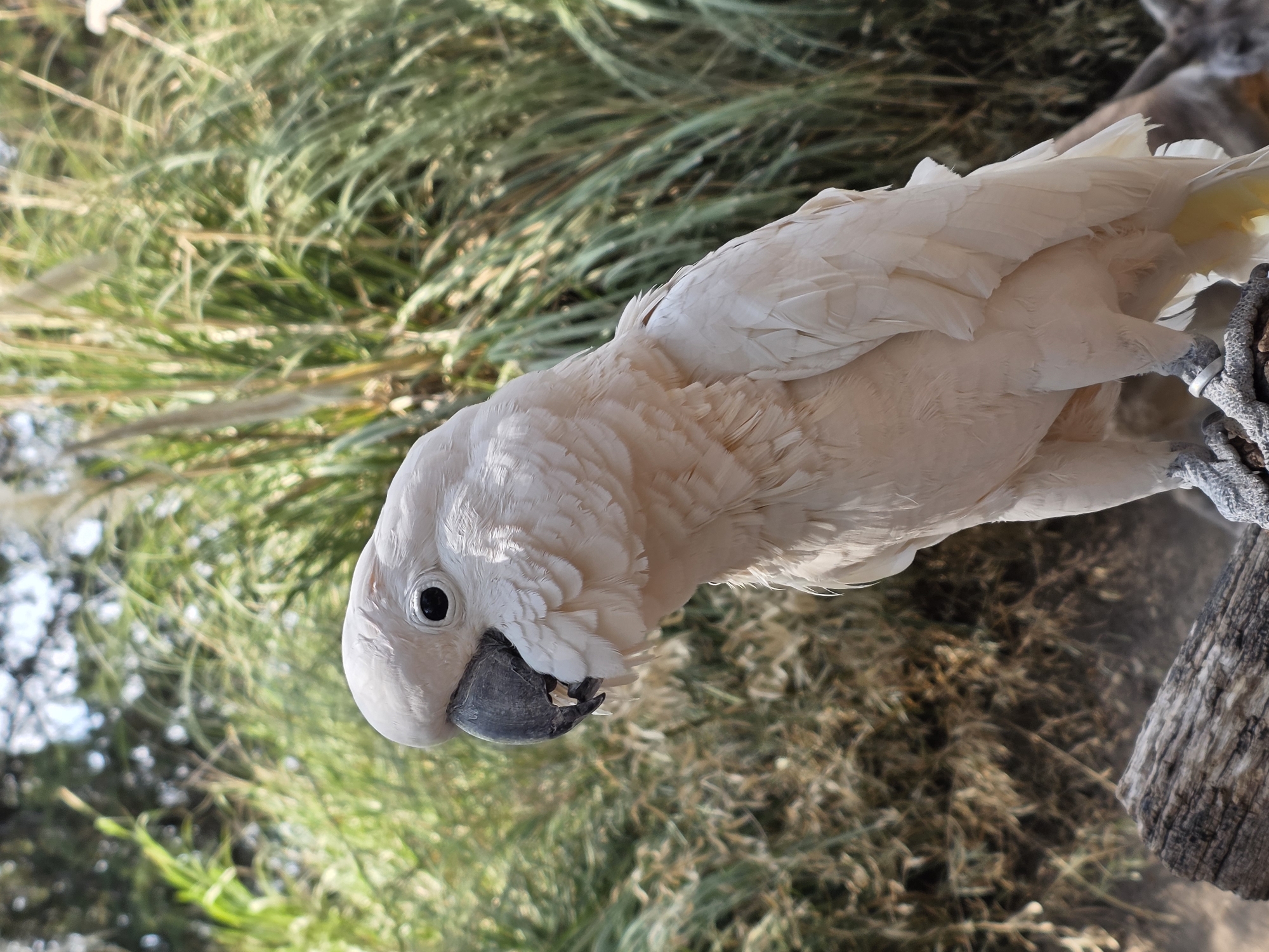 A white cockatoo is the central subject of this close-up, diagonal image. The bird, likely a Moluccan cockatoo, is predominantly white with a hint of yellow visible on its underfeathers near the tail. Its dark, alert eye is prominent, and its large, dark grey beak is slightly ajar. The bird appears to be looking downwards and slightly to its left, engaging with something out of frame or observing its surroundings.
The cockatoo is perched, with one of its grey, scaly feet visible, gripping a thick, braided rope or textured perch. This perch appears to be attached to a rough, bark-covered log or branch that is partially visible along the right edge of the frame.
The background is a blurred tapestry of green and brown foliage, suggesting a natural or naturalistic outdoor setting, such as a garden, aviary, or zoo enclosure. Tall, green grasses or reeds are clearly visible, along with some drier, brownish plant matter. The lighting is bright and sunny, creating strong highlights on the bird's white feathers, indicating daytime. There are no discernible human figures, other animals (beyond the main subject), or visible text. The scene conveys a sense of peaceful observation.